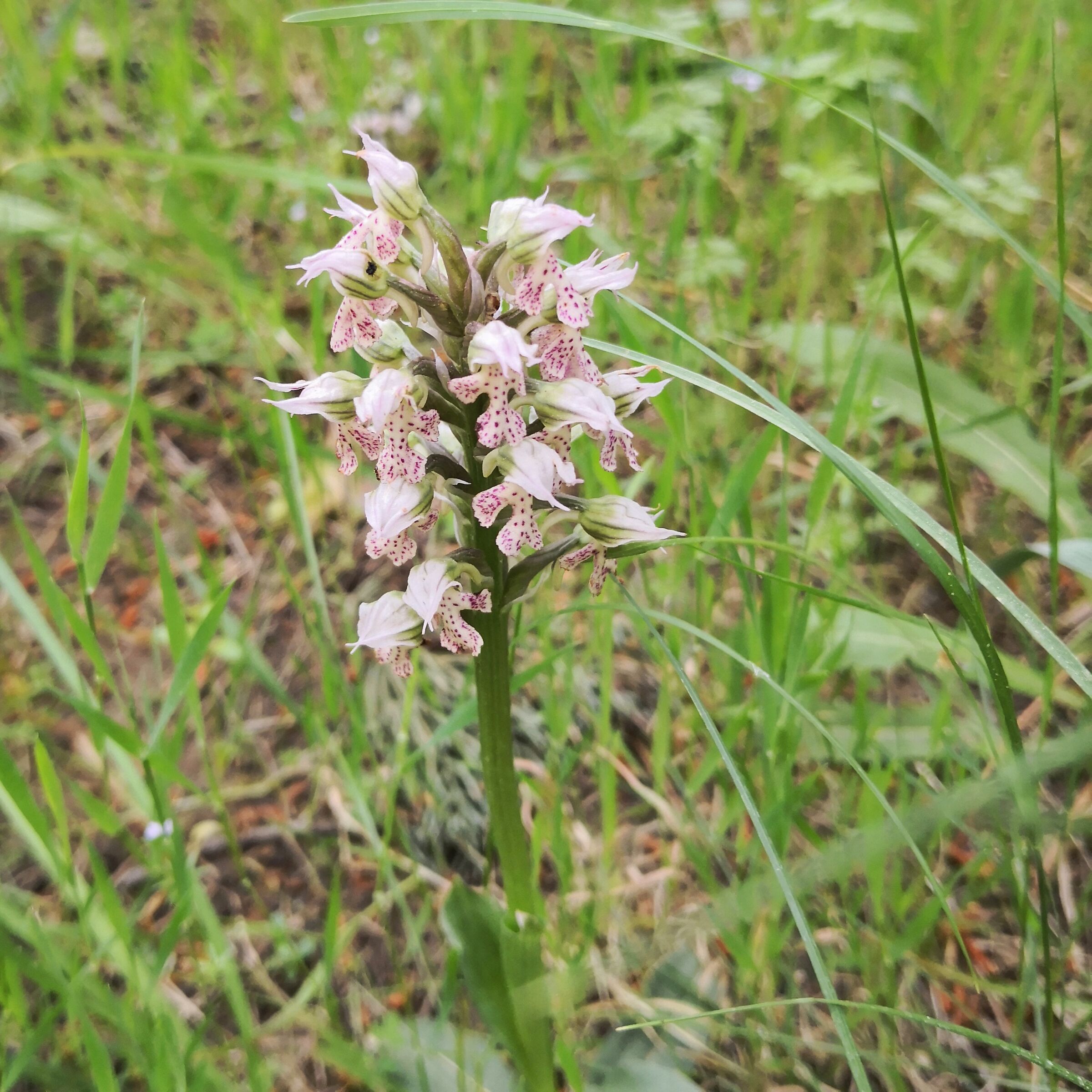 Orchid Selvatoca