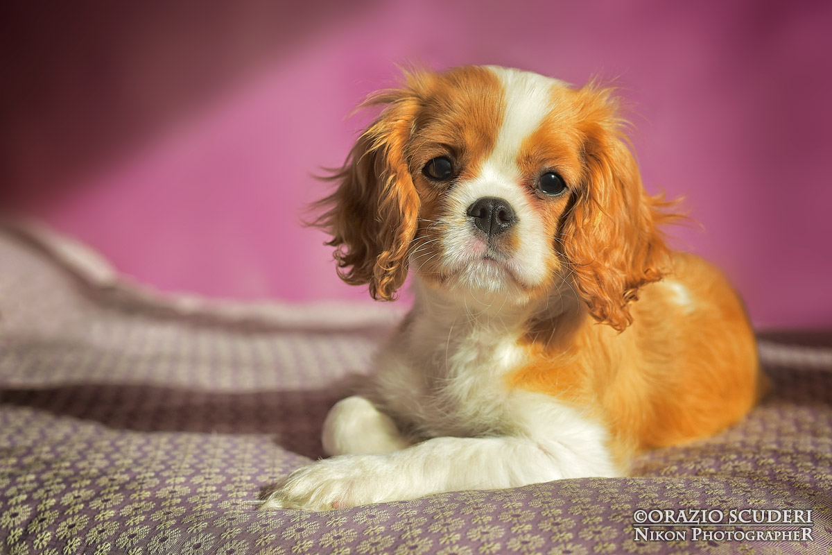 Ciao Principessa...quanto sei bella!!!