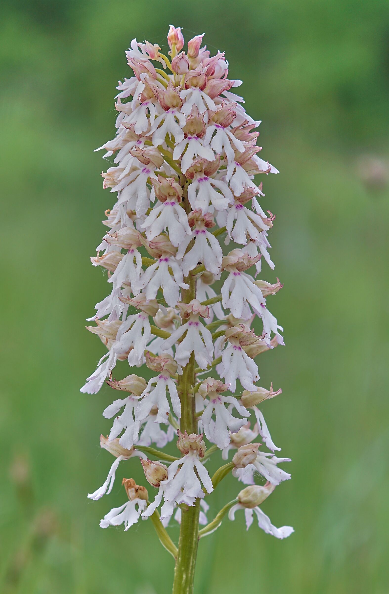 Orchis purpurea....poco purpurea!