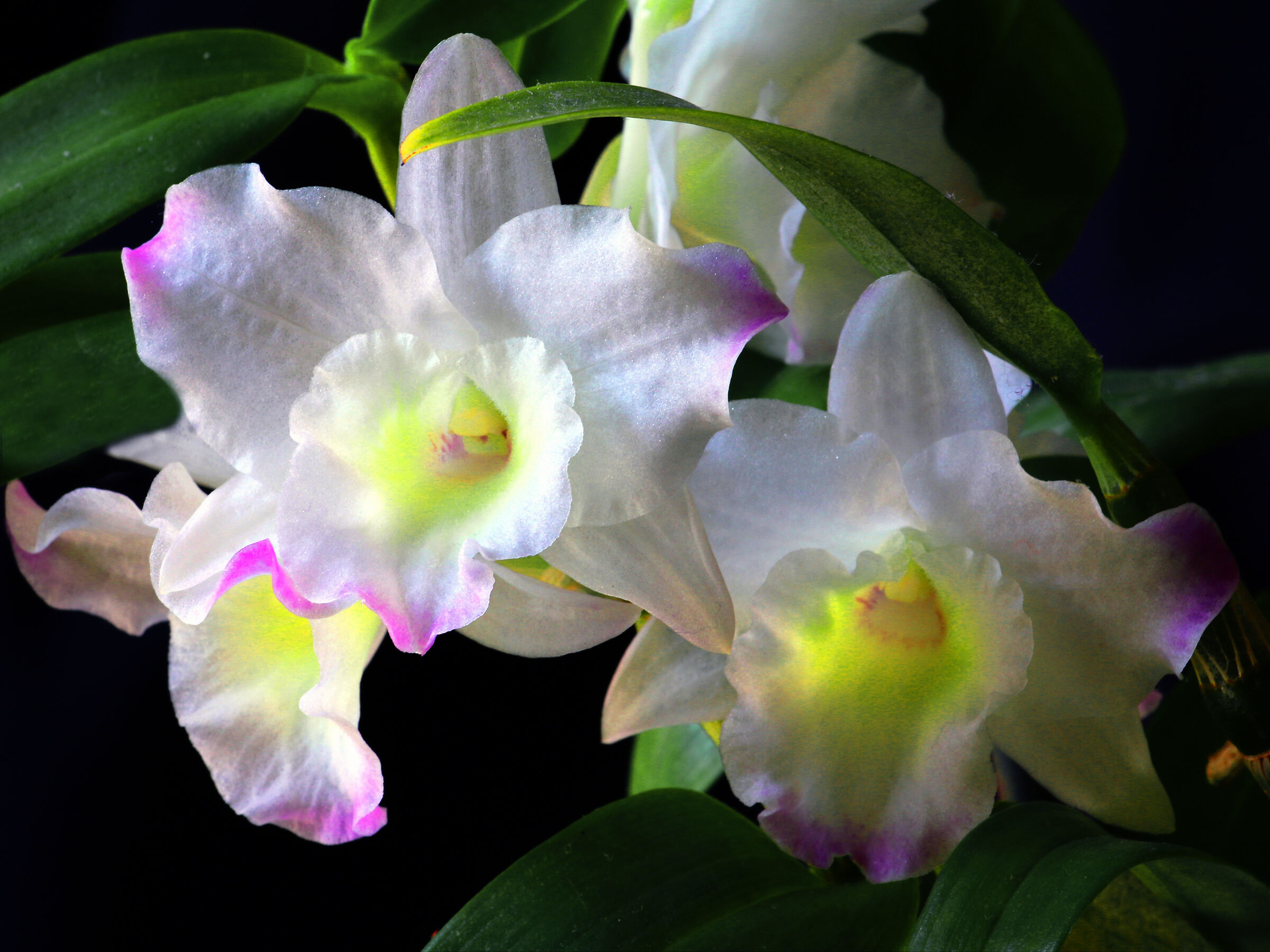 Behind the window.. Two