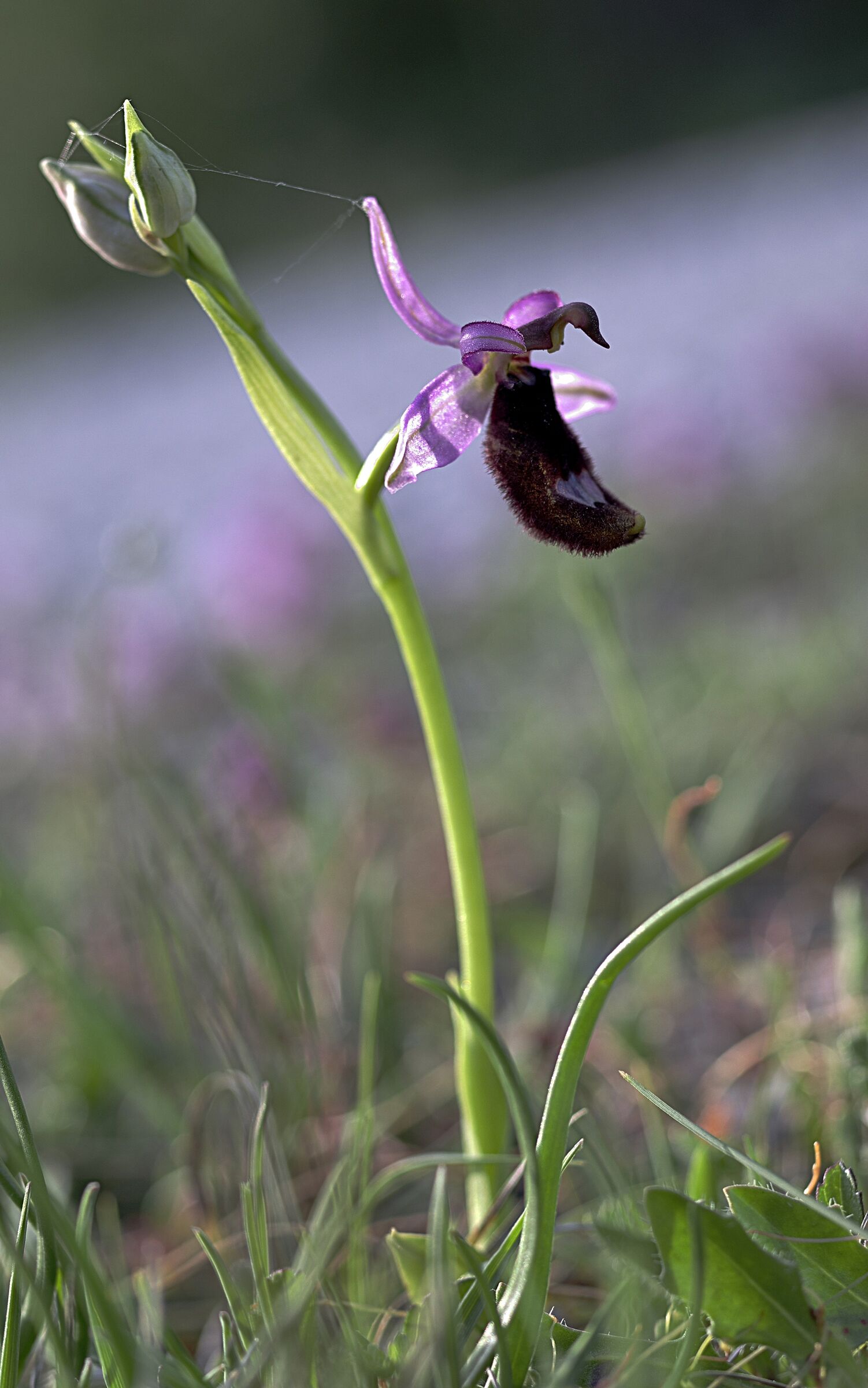 Orchidea selvatica Ophrys