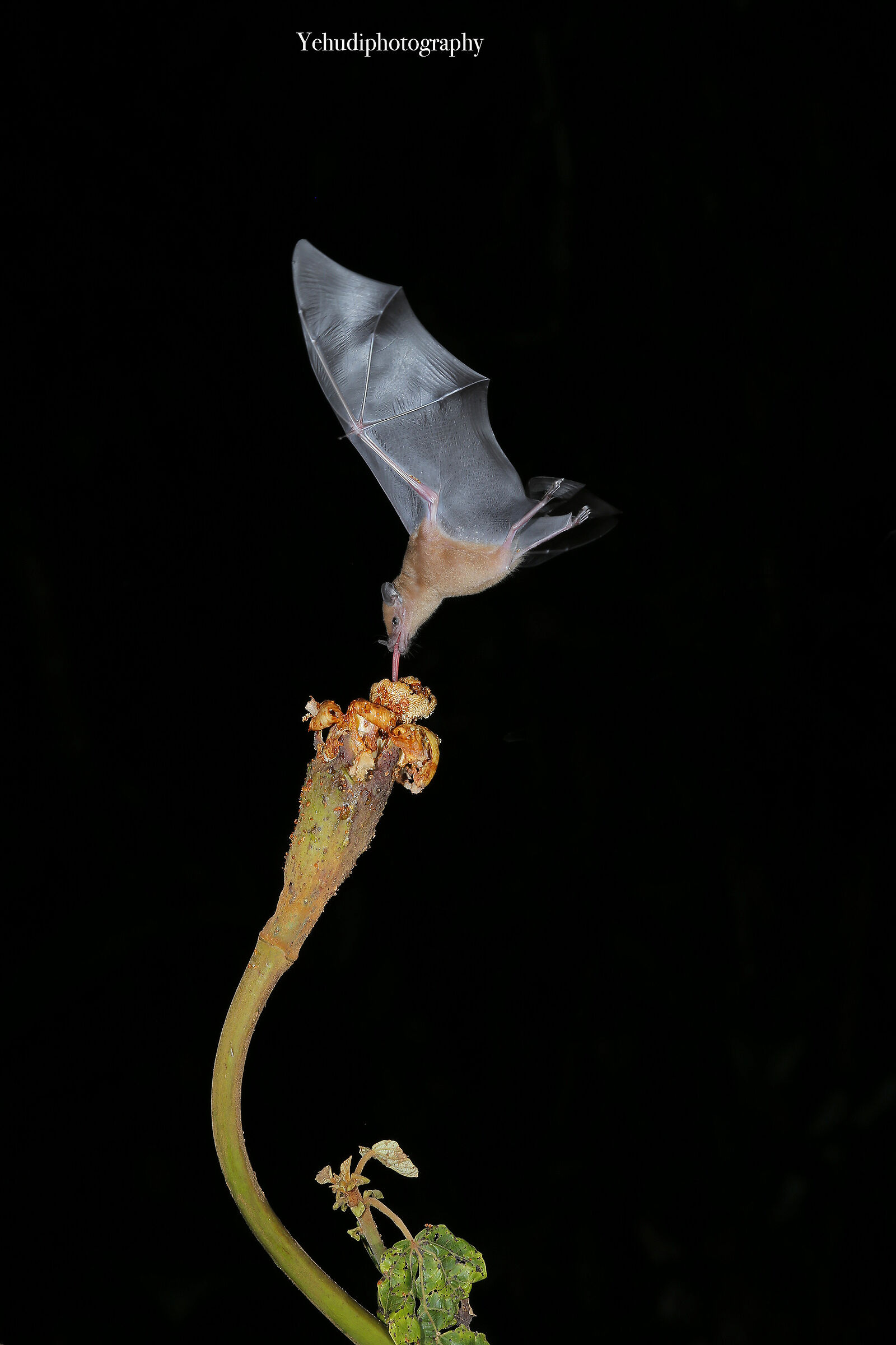 Pipistrello lungo tongued