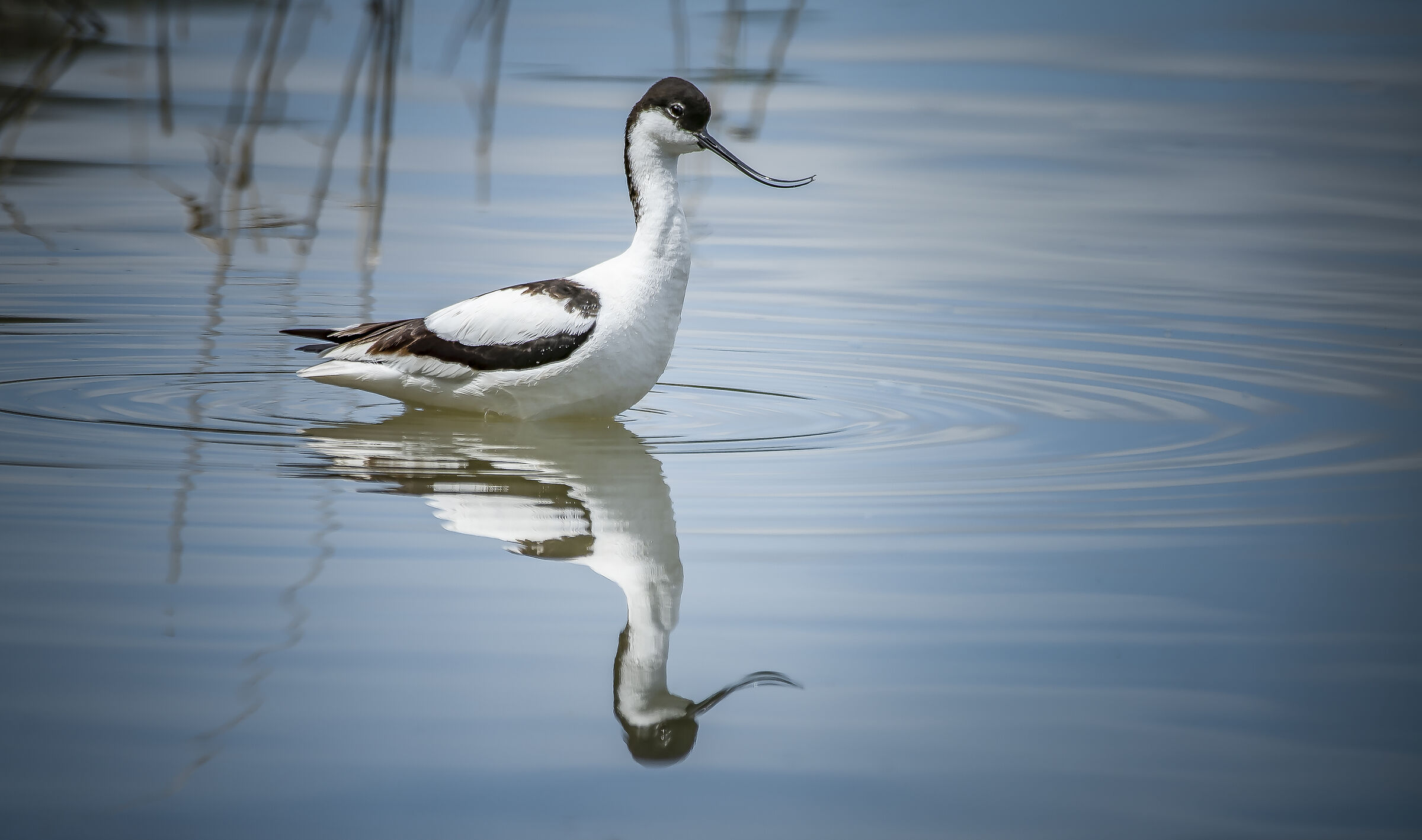 Avocetta