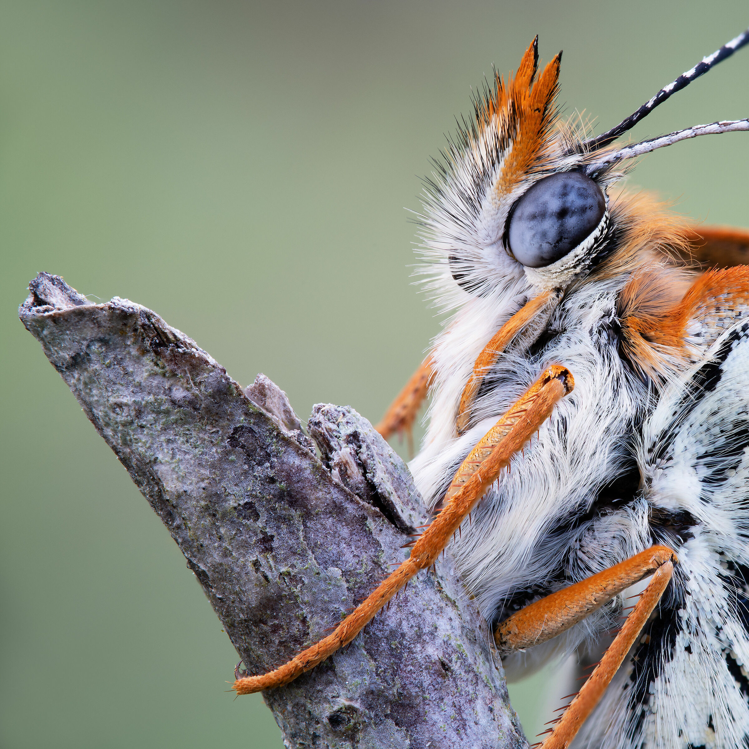 Melitaea cinxia