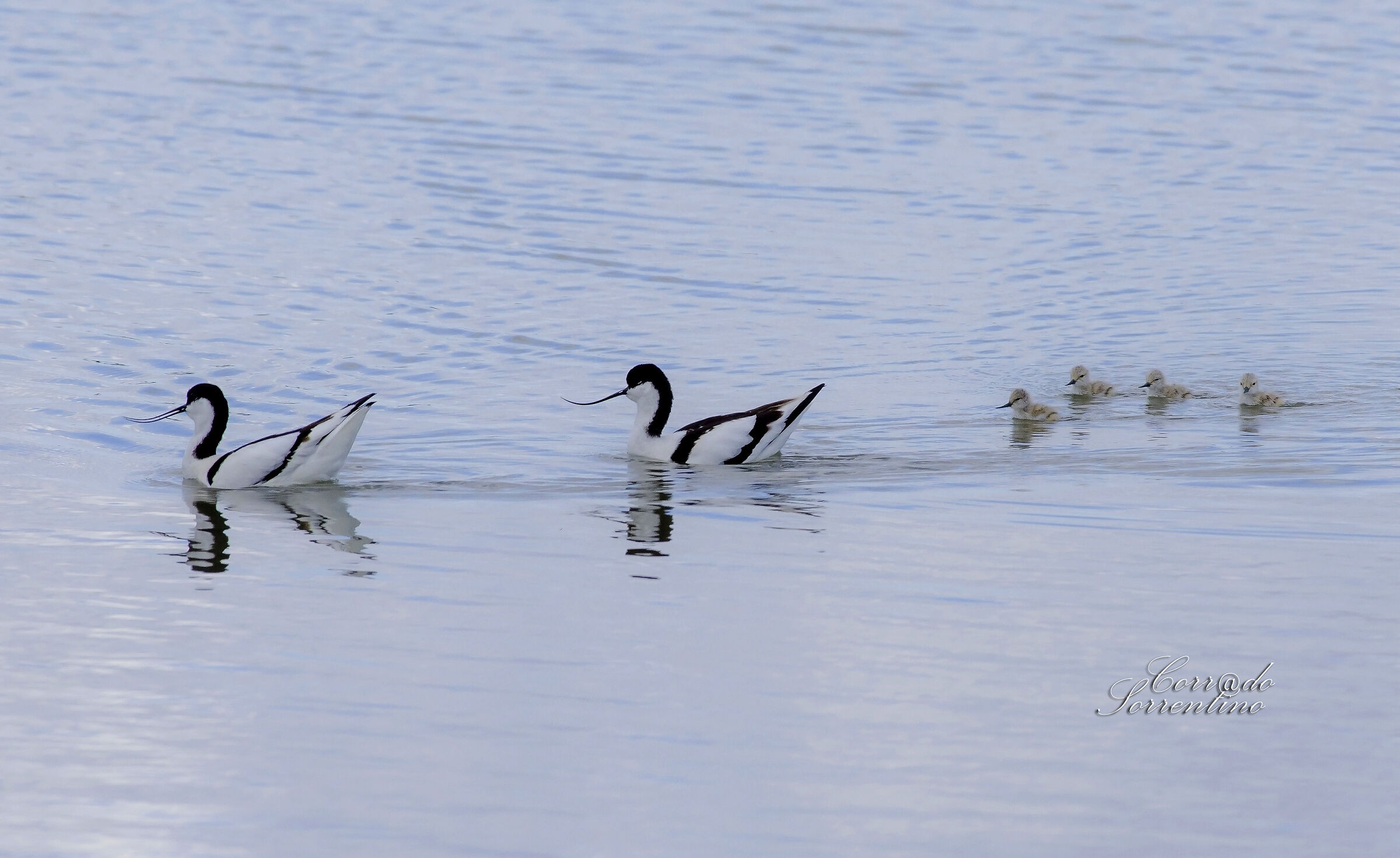 Family Avocette