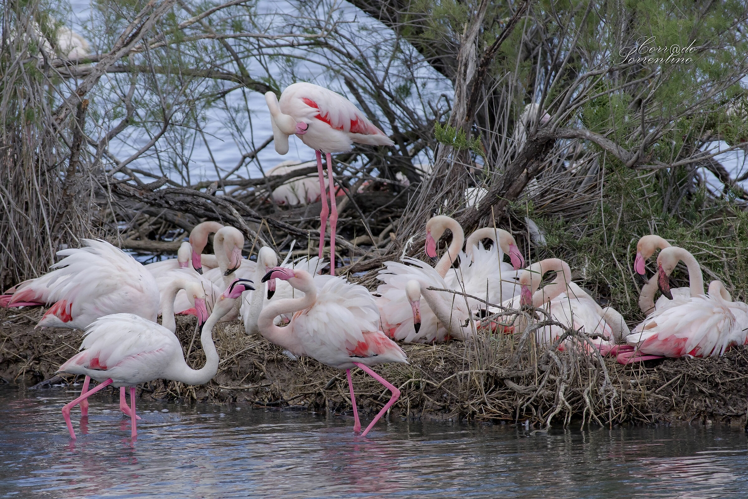 Flamingos hatching