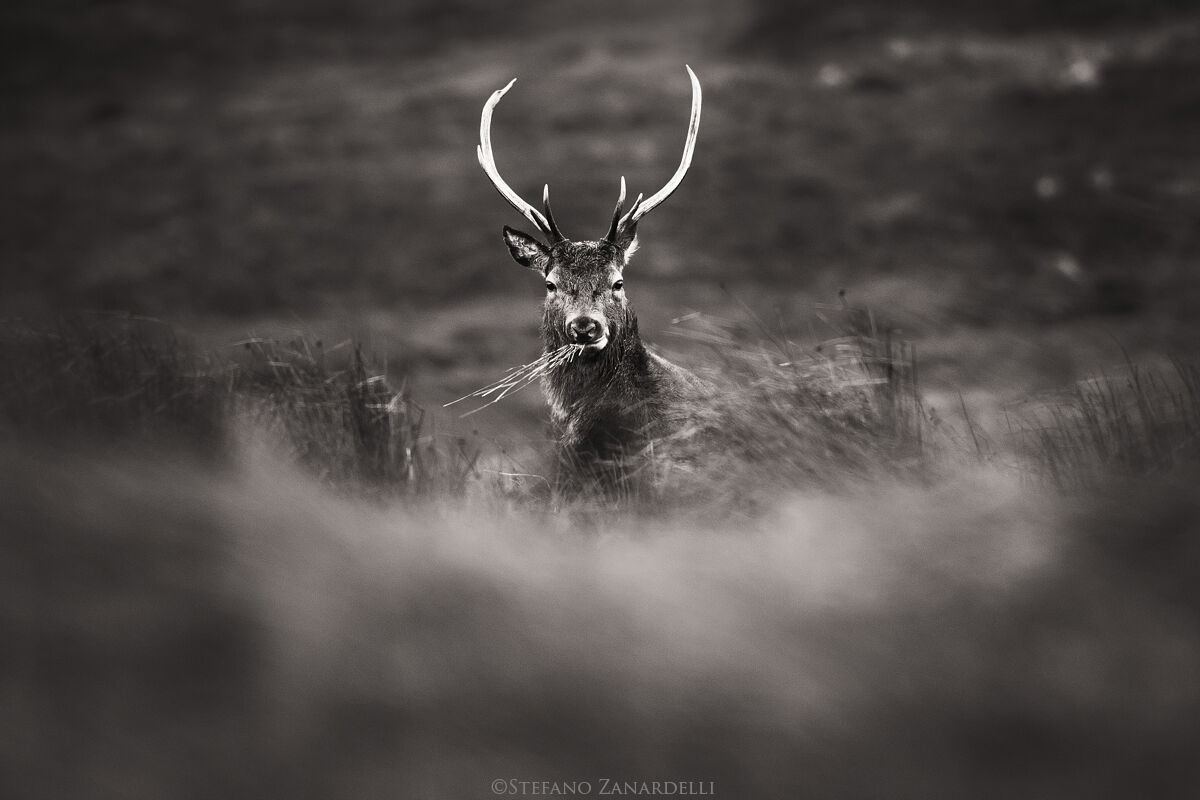 Red deer