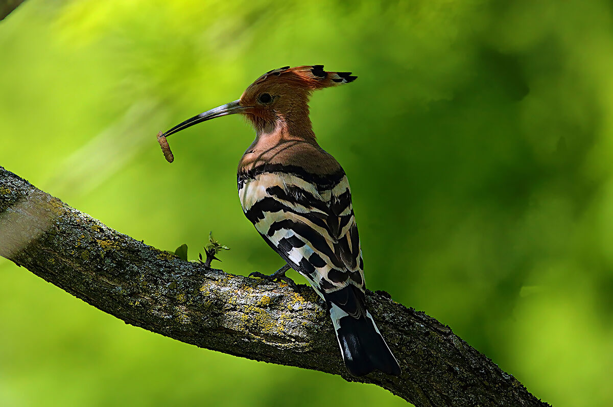 Hoopoe