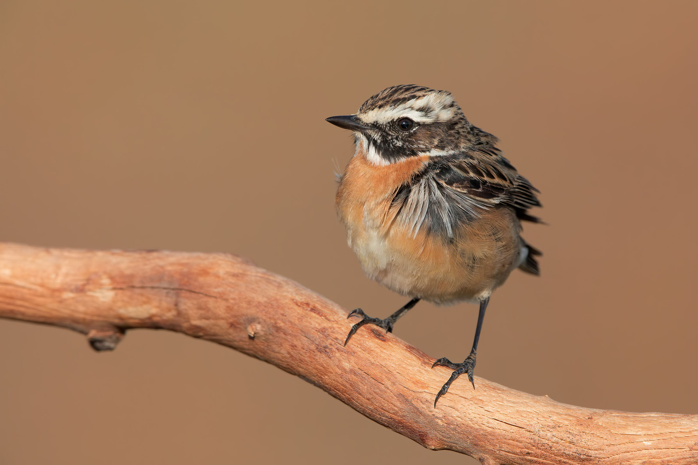 Whinchat
