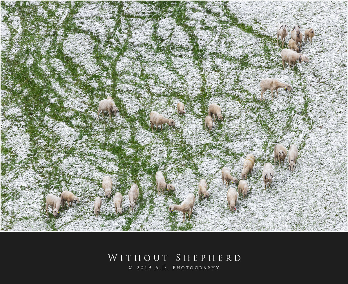 Without Shepherd