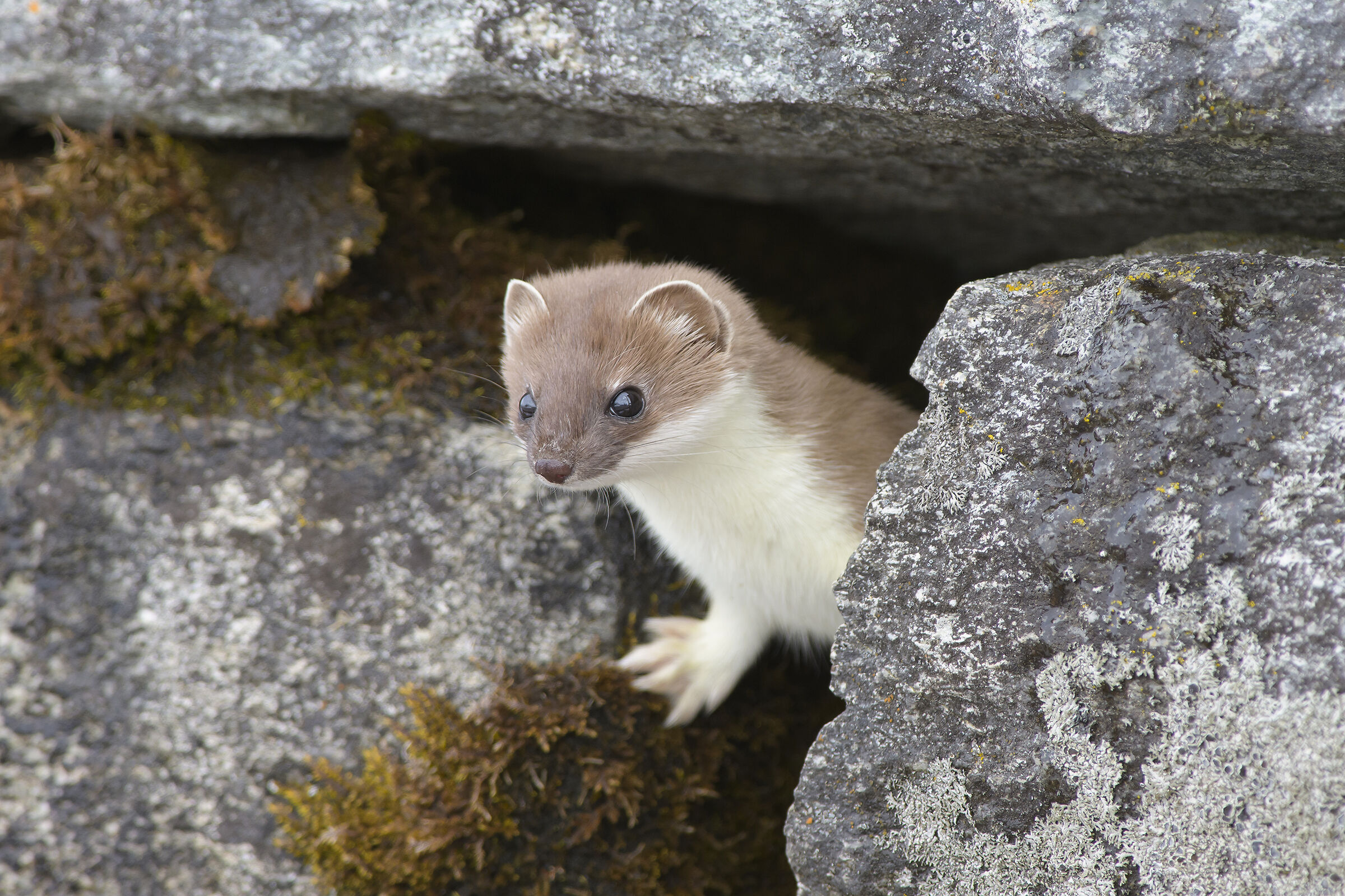 Ermine