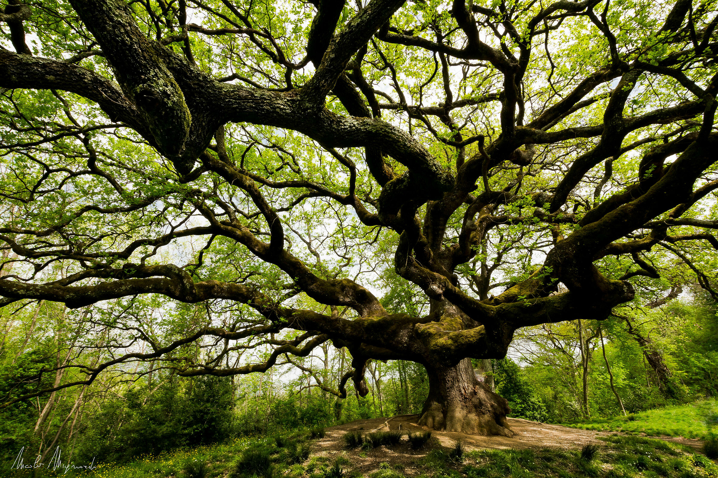 The Witches ' Oak