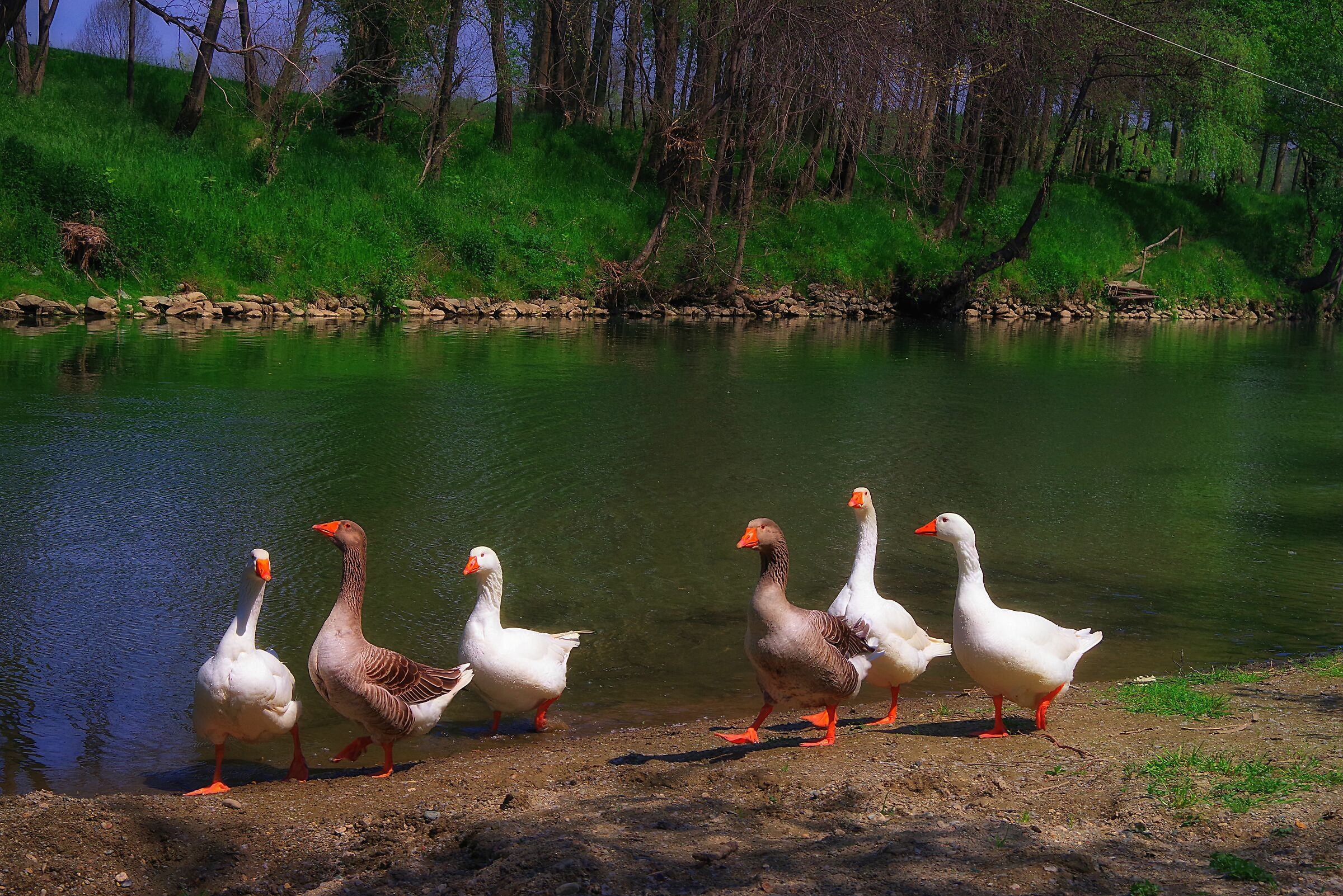 The "Walk of the Ochets"