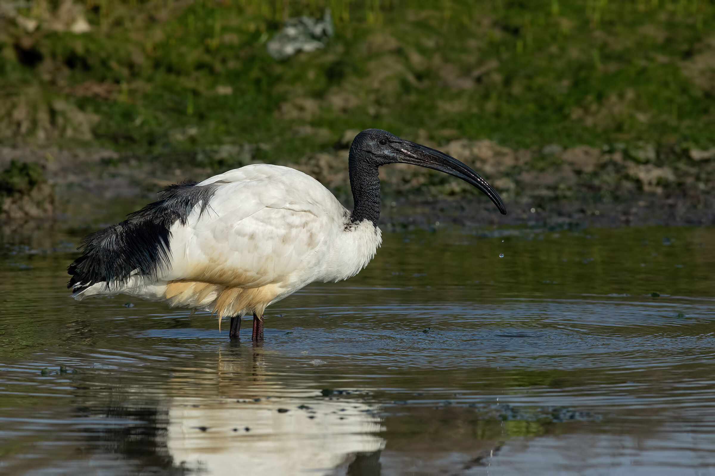 Sacred Ibis