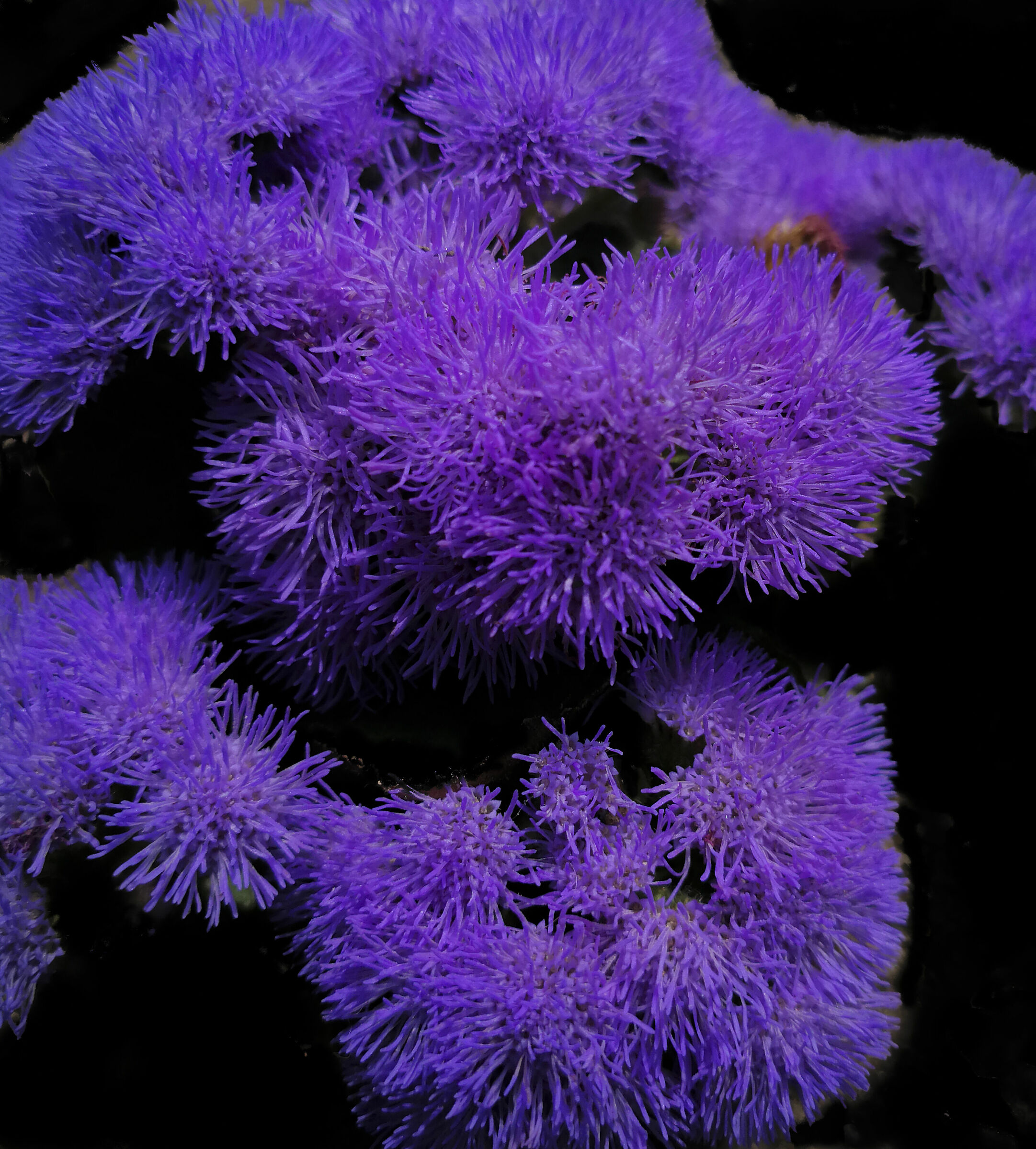 Strange spring flowers...