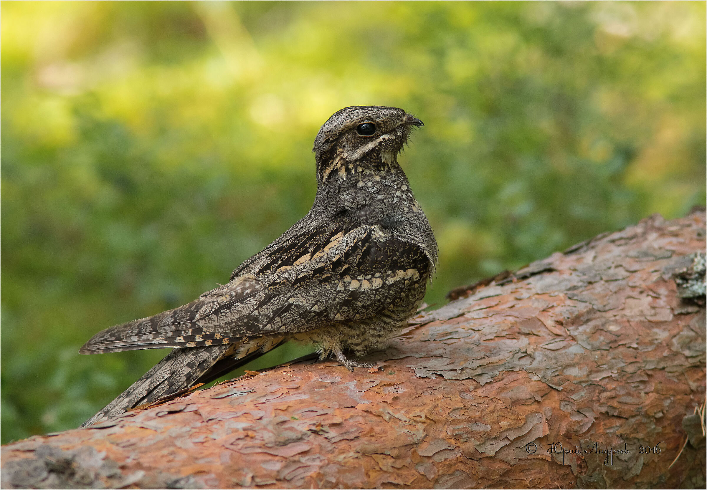 Caprimulgus europaeus