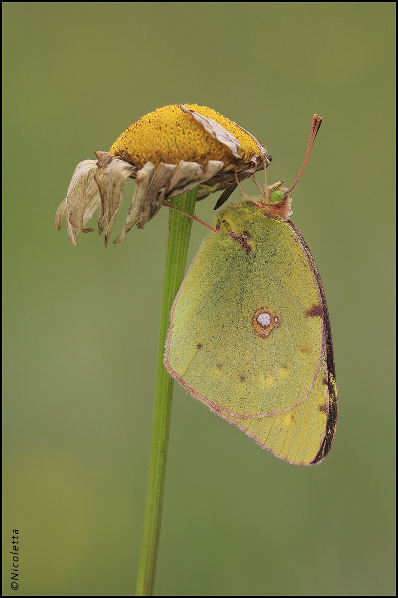 Colias Crocea