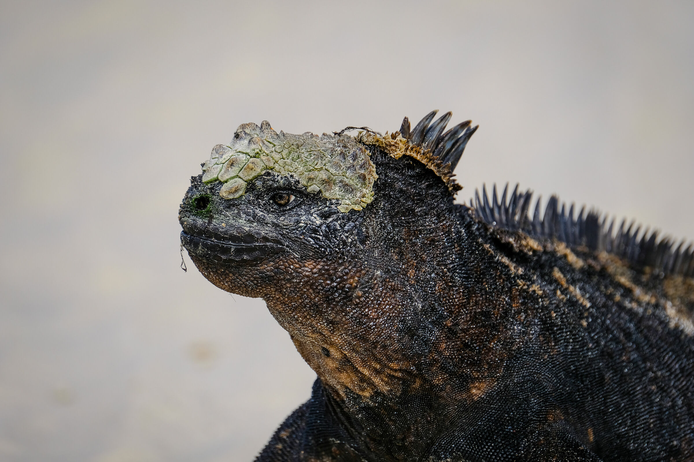 Iguana