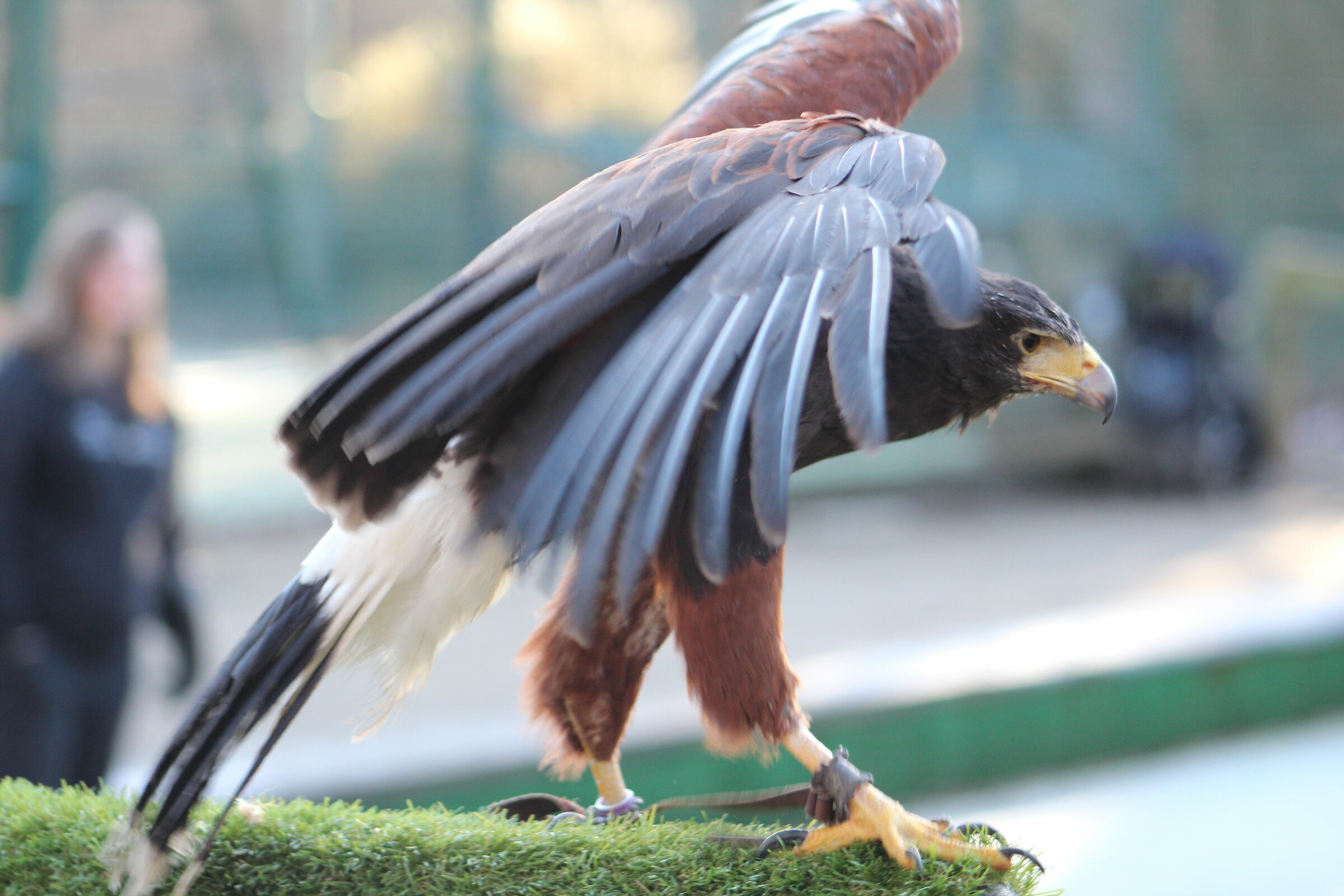 Harris Hawk