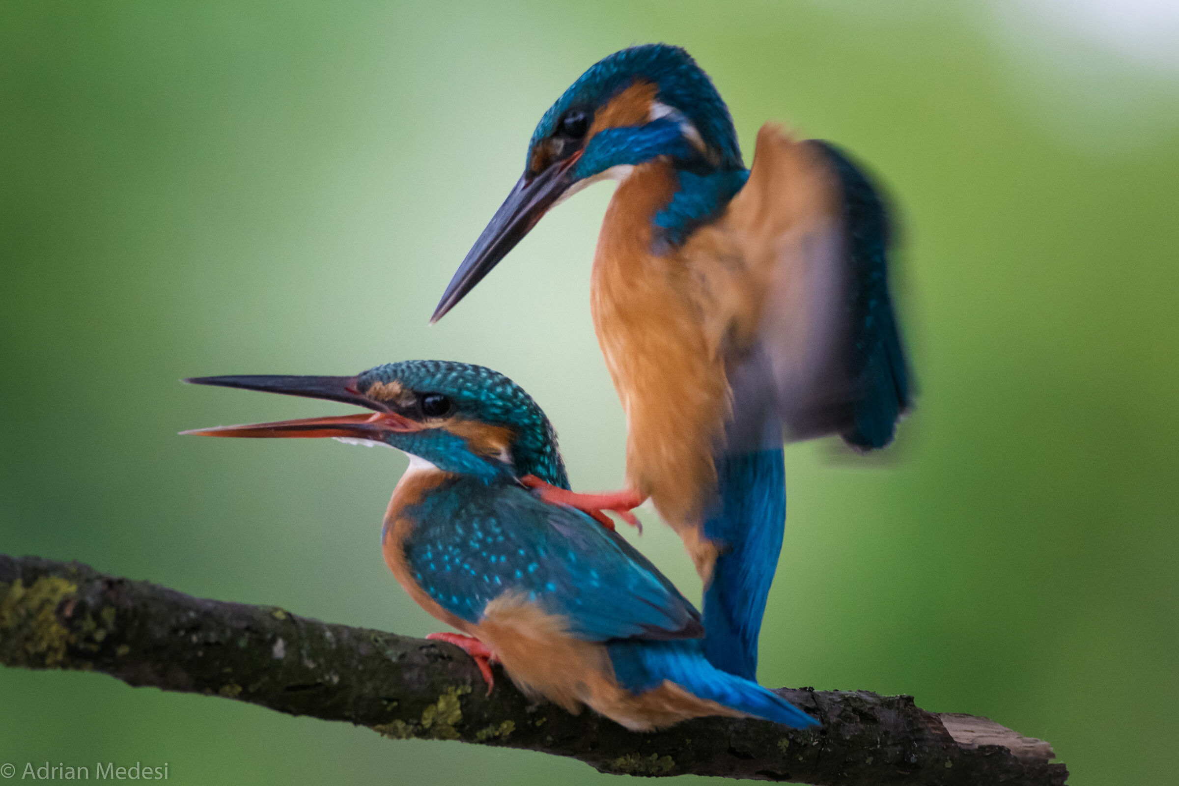 Pair