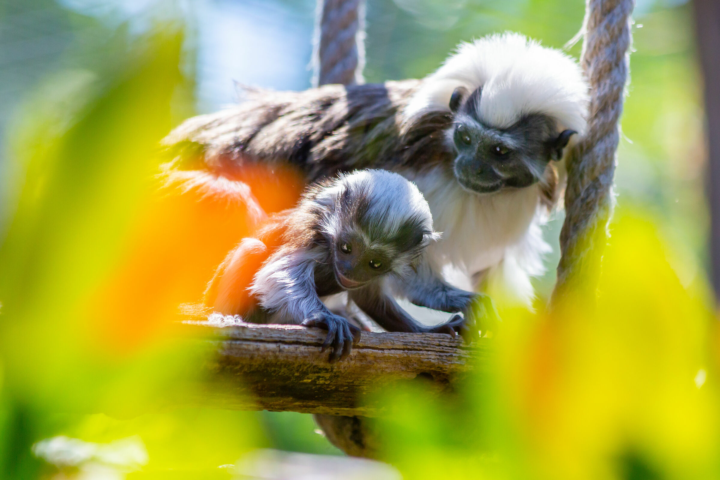 Un piccolo tamarino edipo gioca