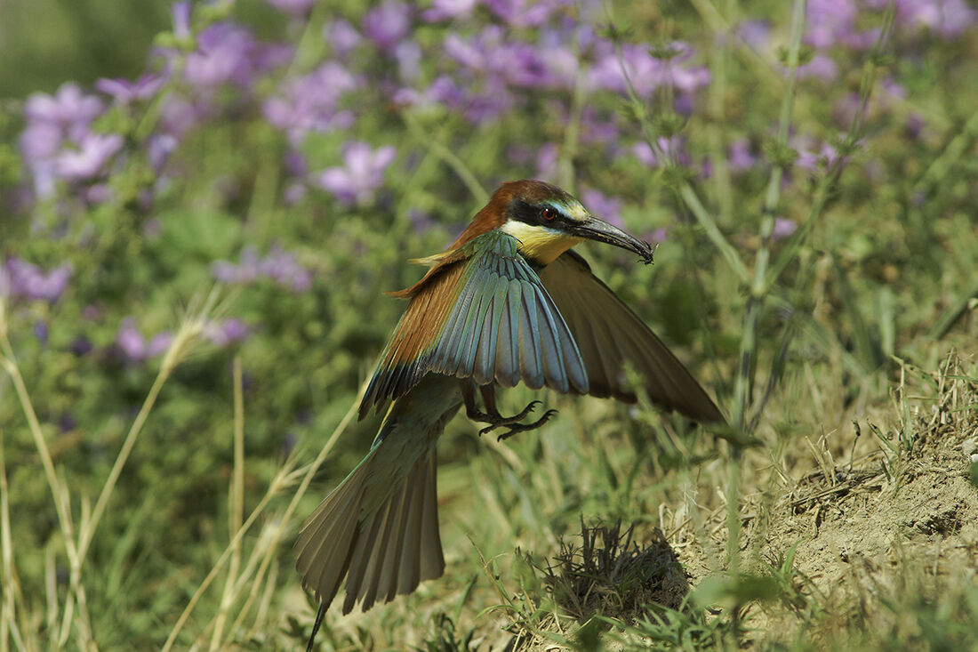 Bee-eater Returning to the nest 1