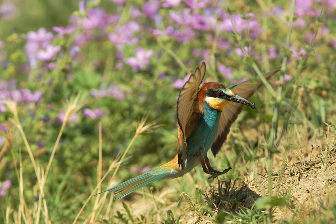 Bee-eater returning to the Nest 2