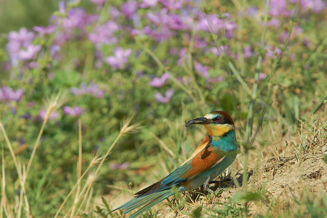 Bee-eater at the nest