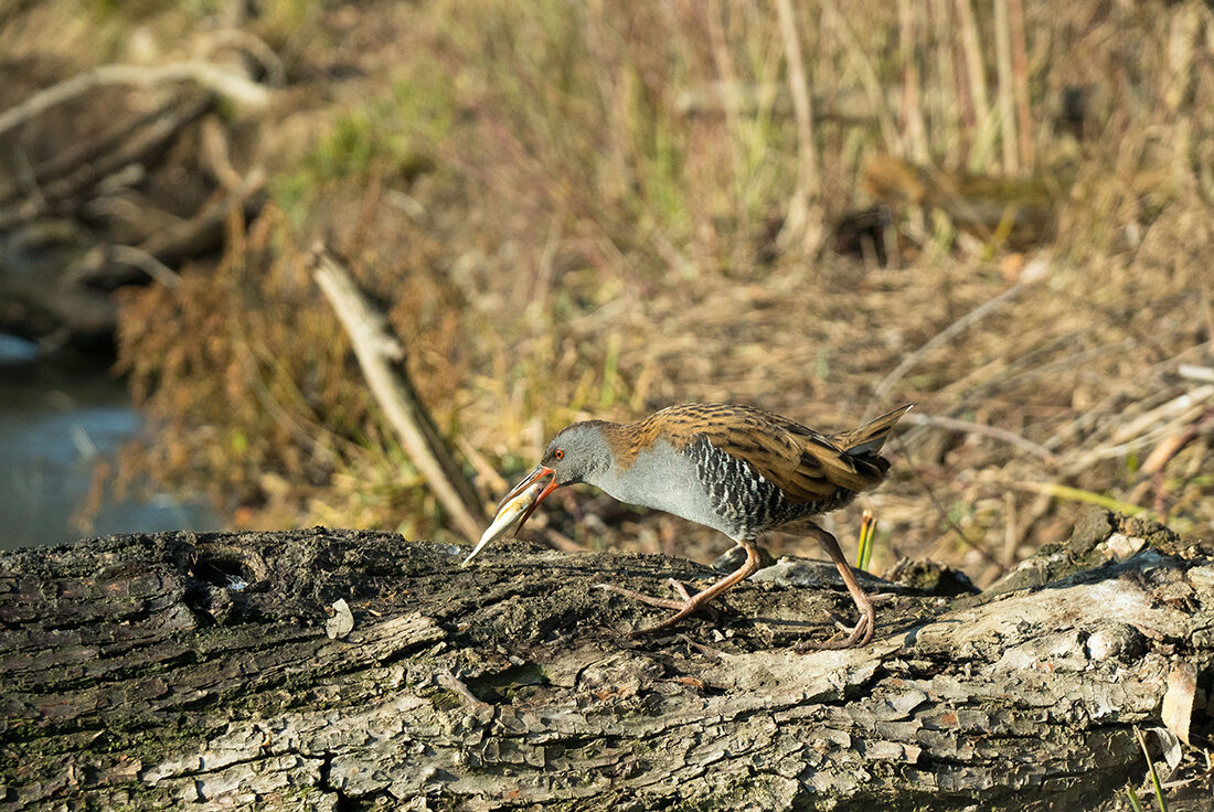 Water Rail