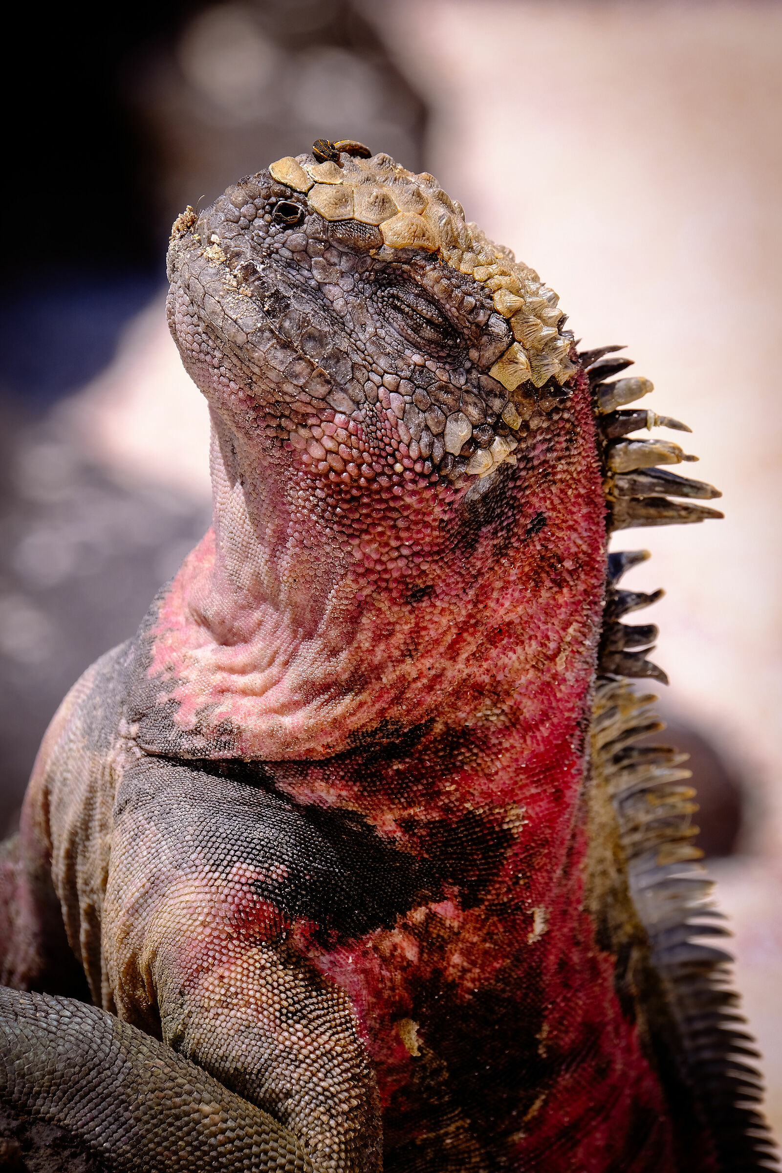 Iguana