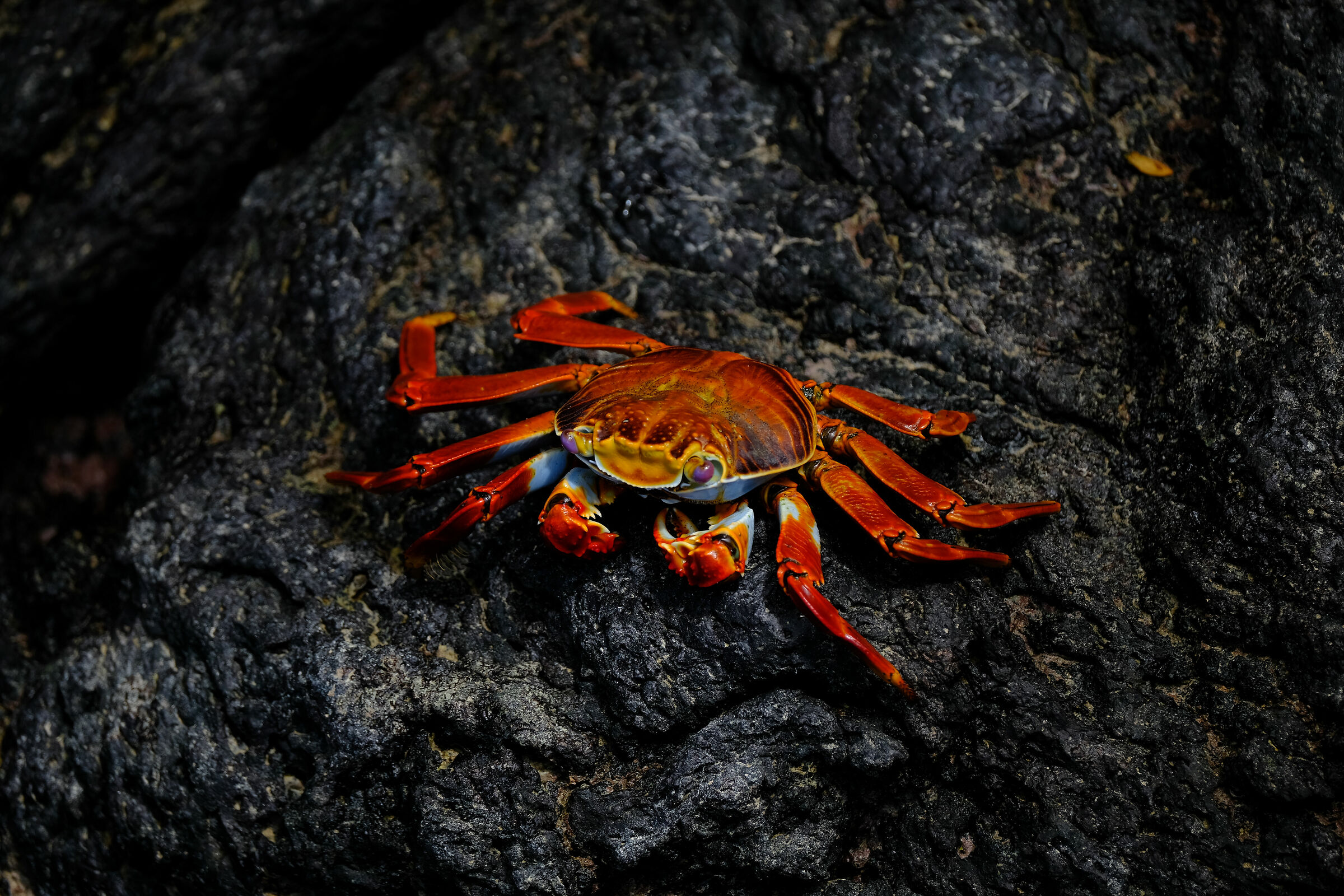Crab