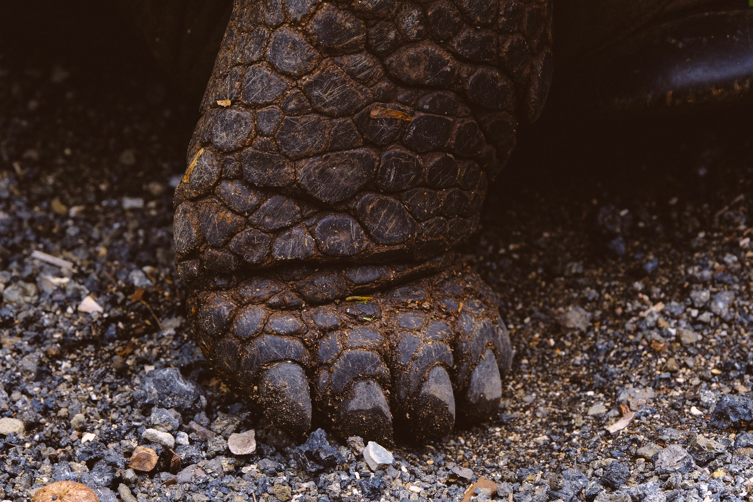 Giant Turtle Foot