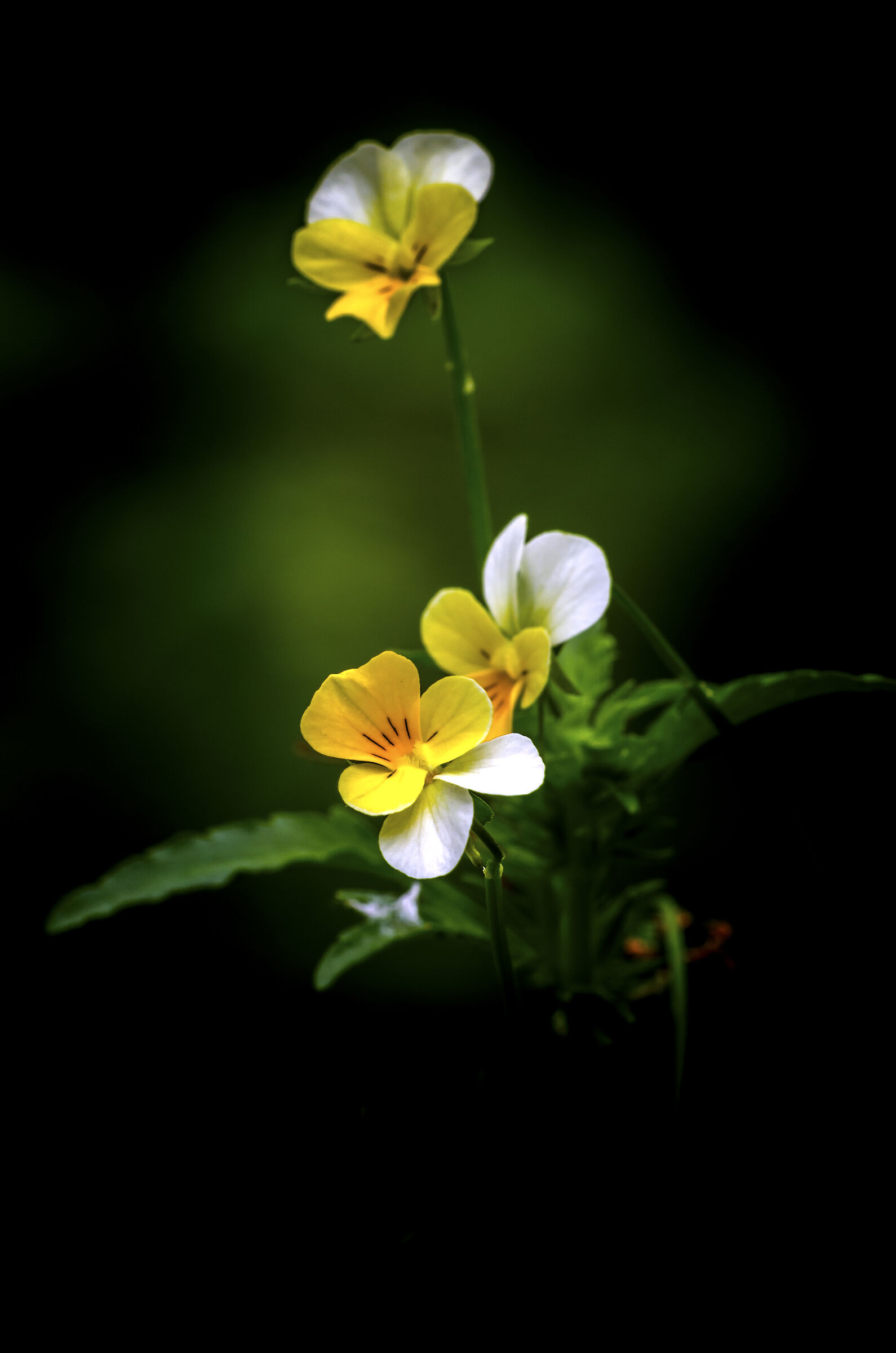 I fiori del silenzio