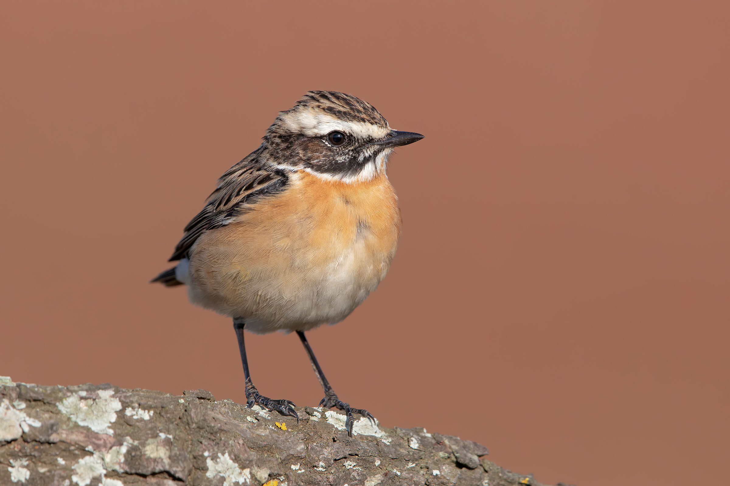 Whinchat