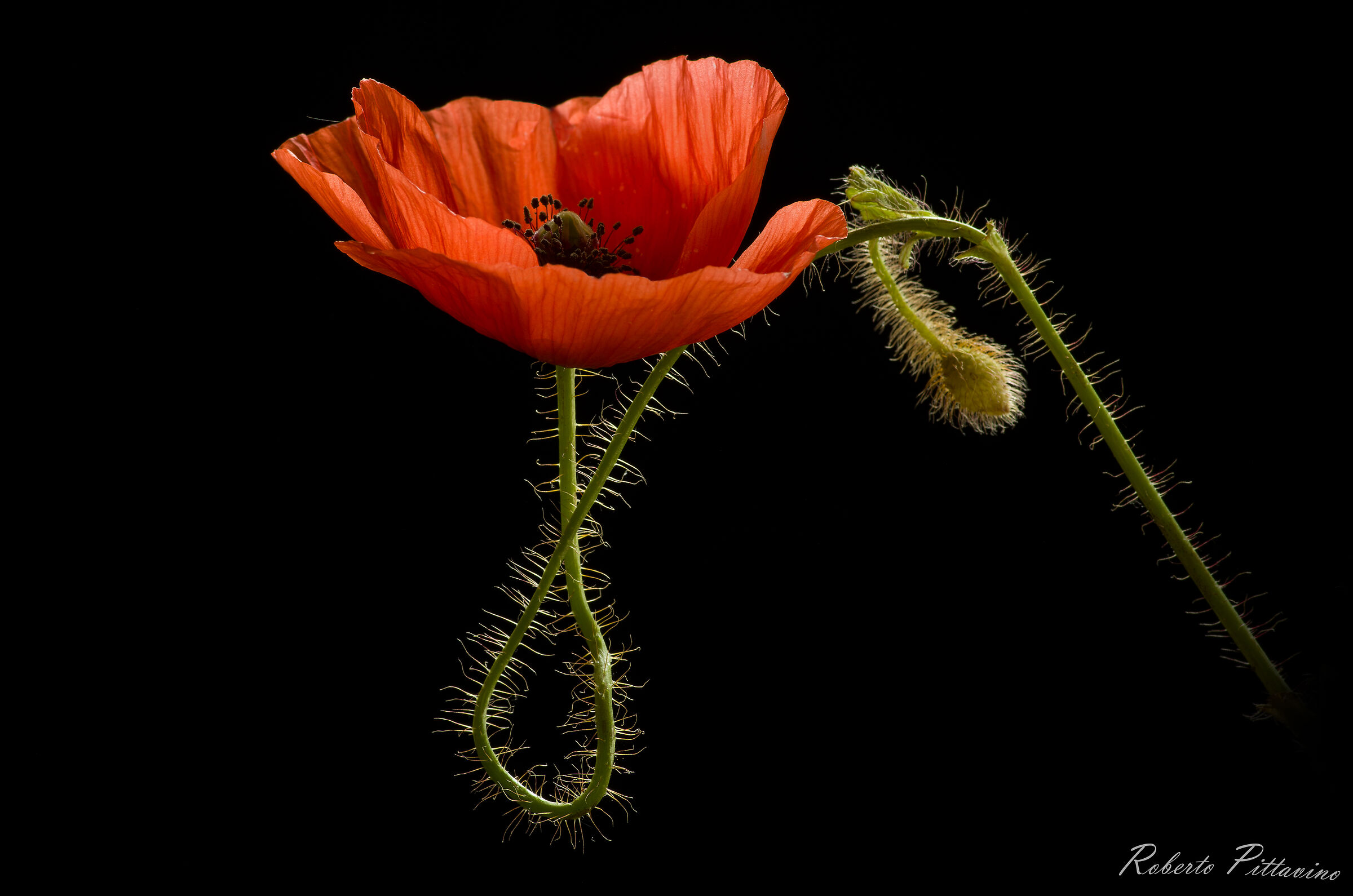 The curves of the poppy