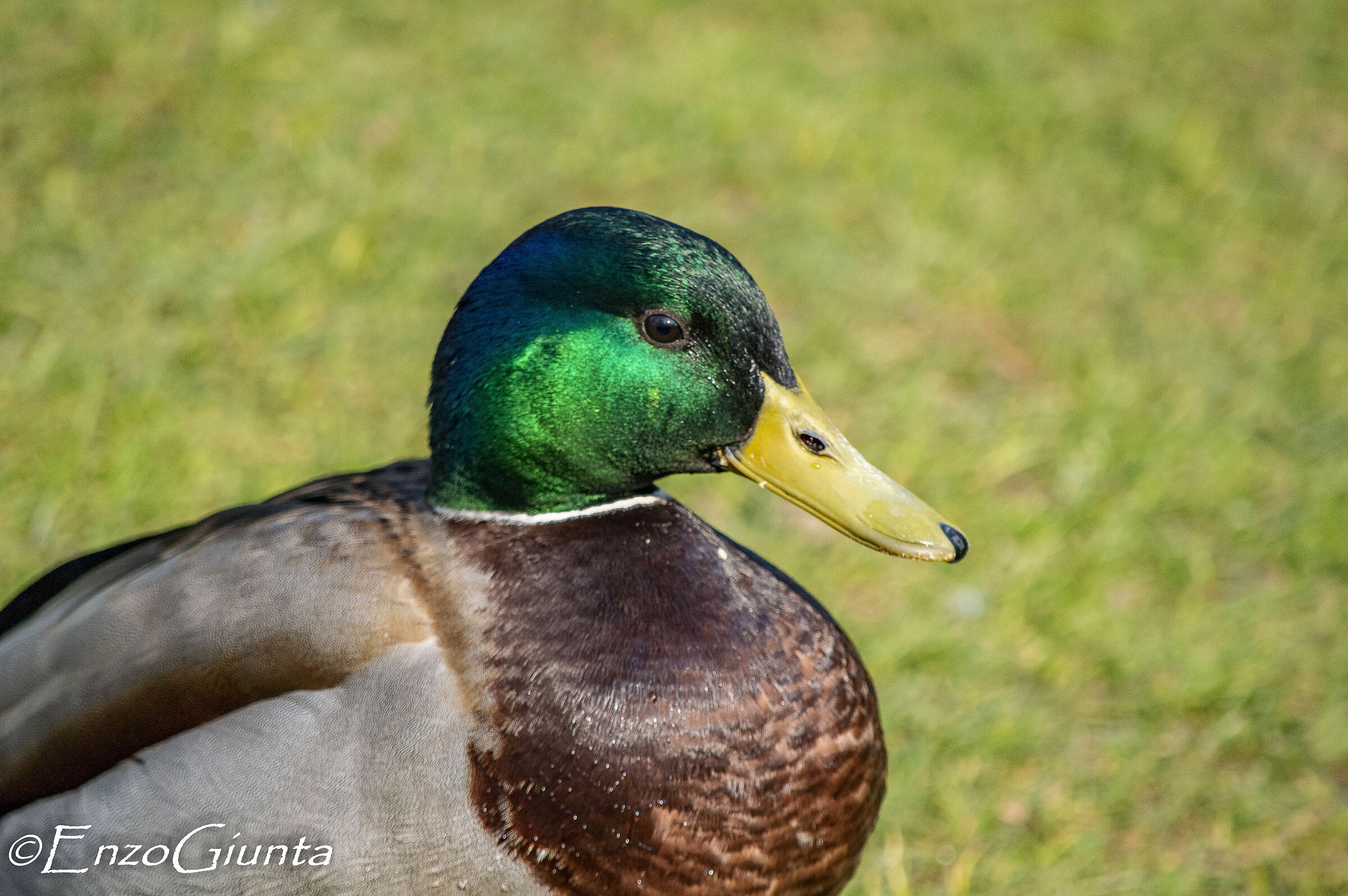 germano reale maschio