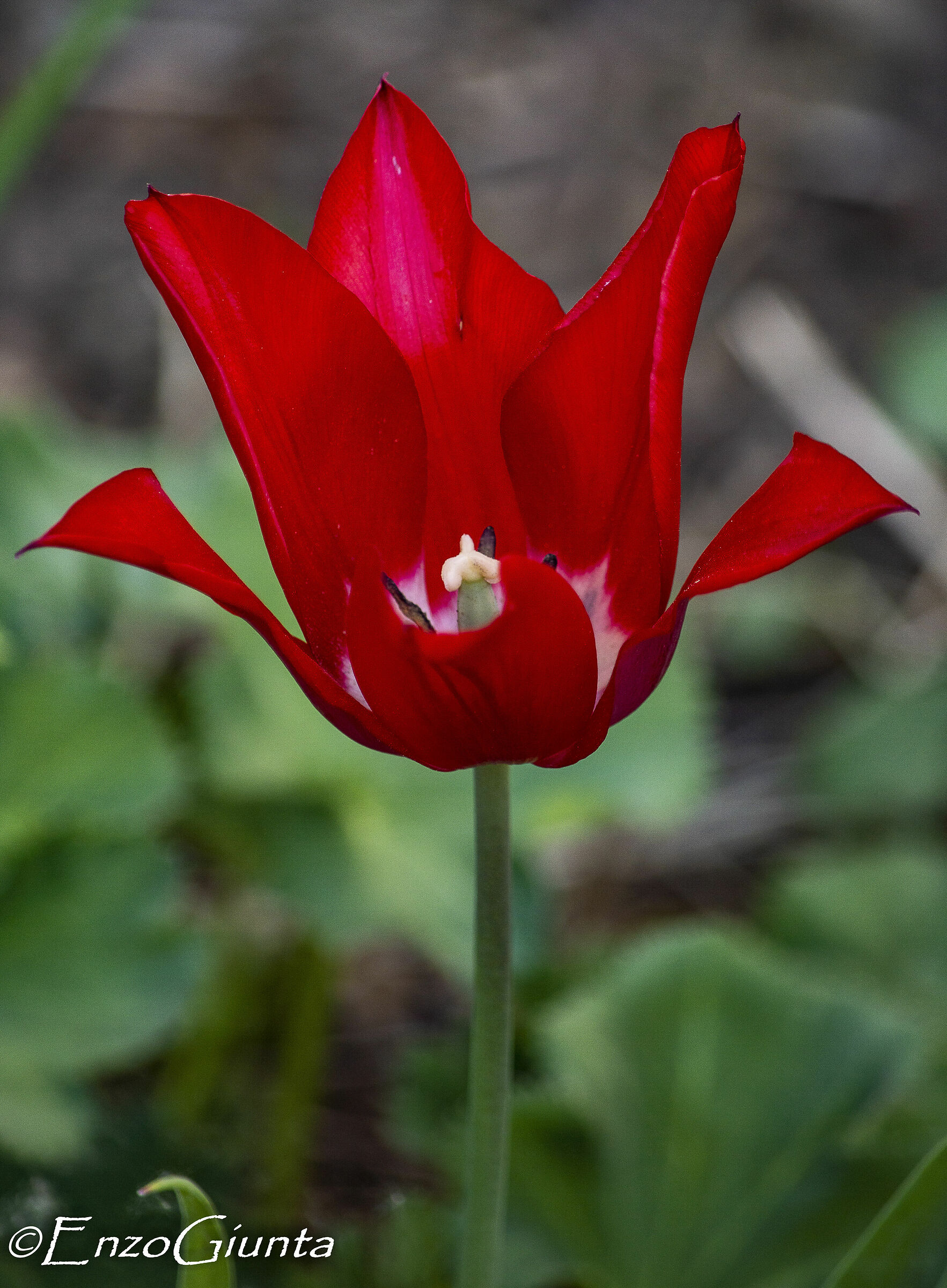 tulipano