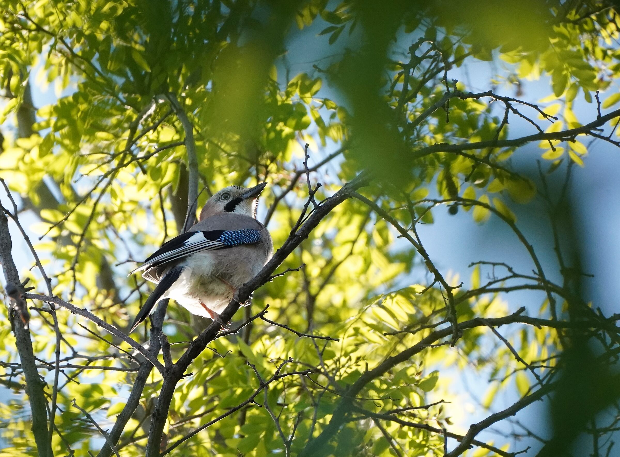 Jay (Garrulus Glandarius)...