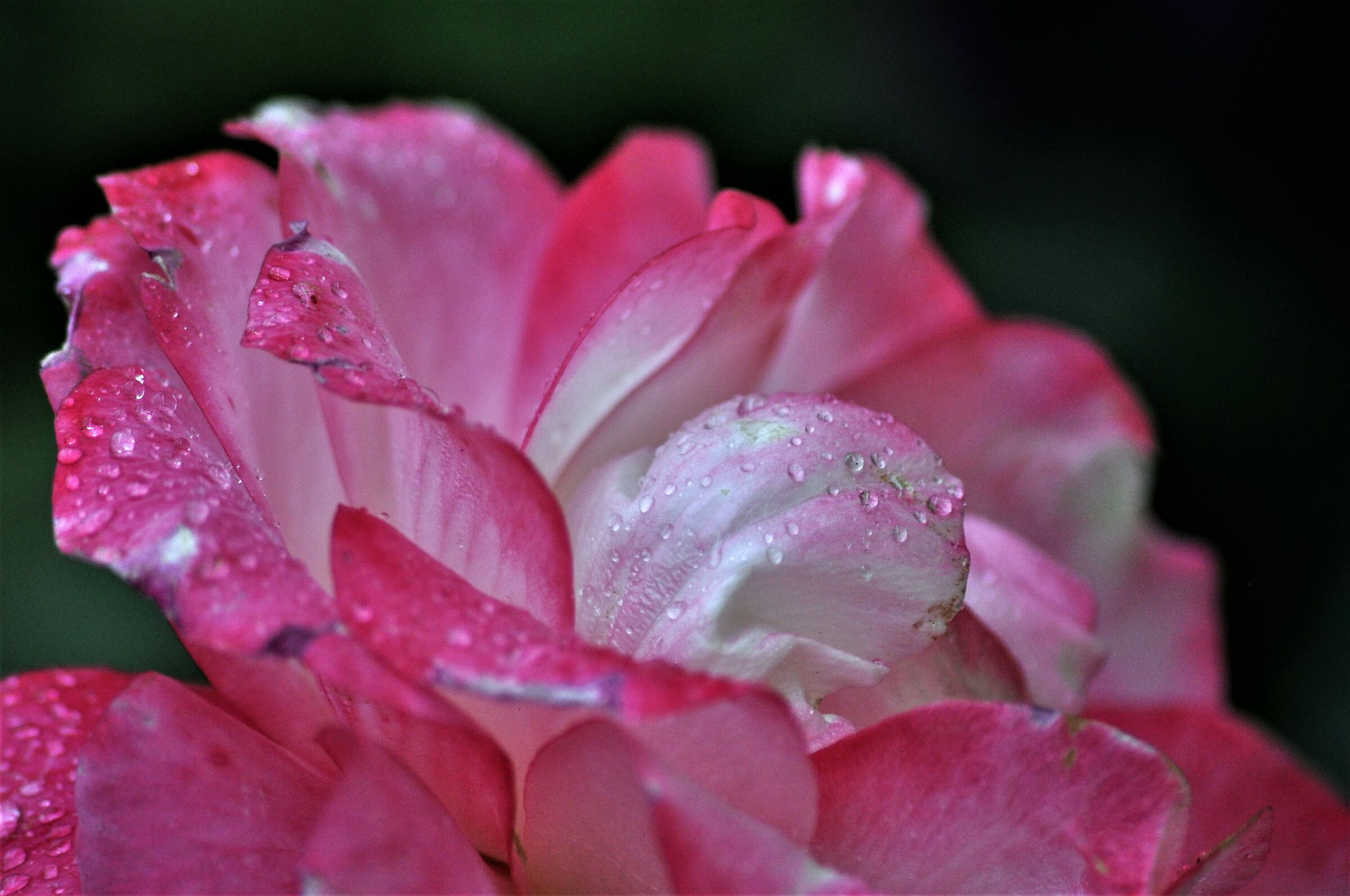 .....dopo la pioggia....sul balcone