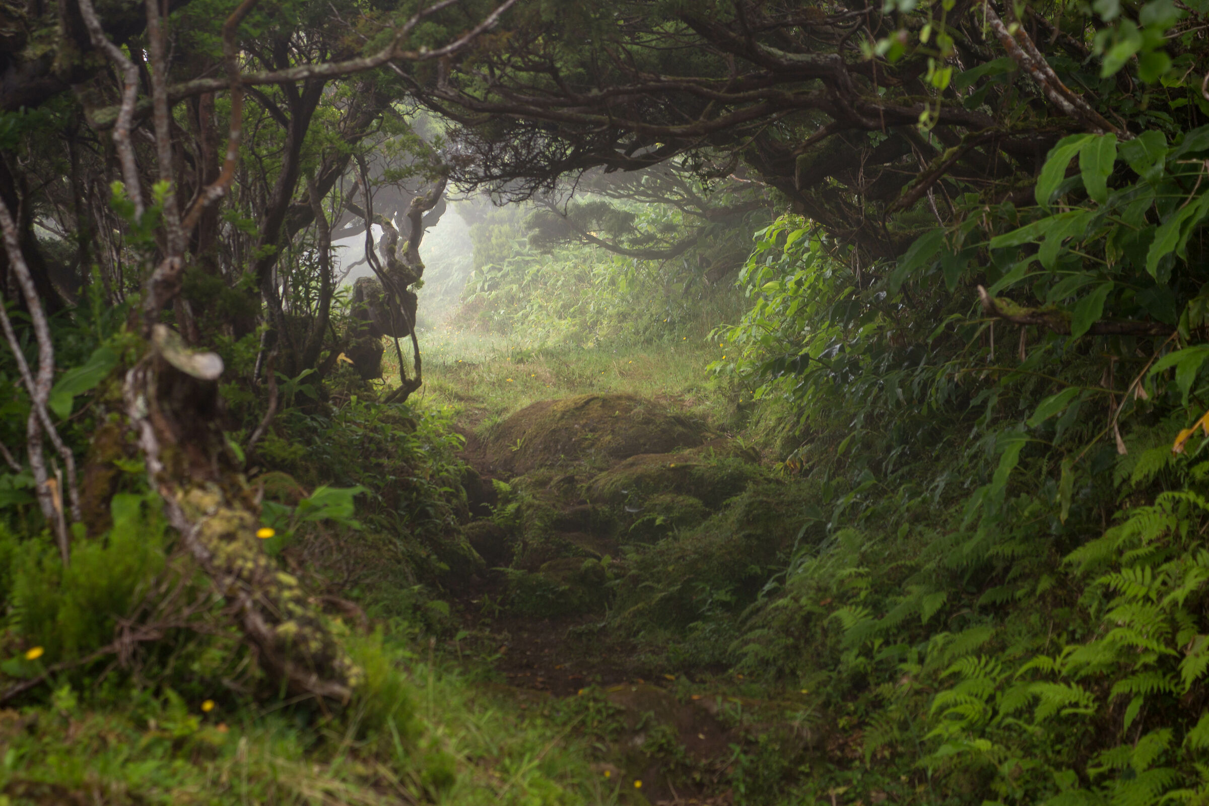 Il sentiero incantato