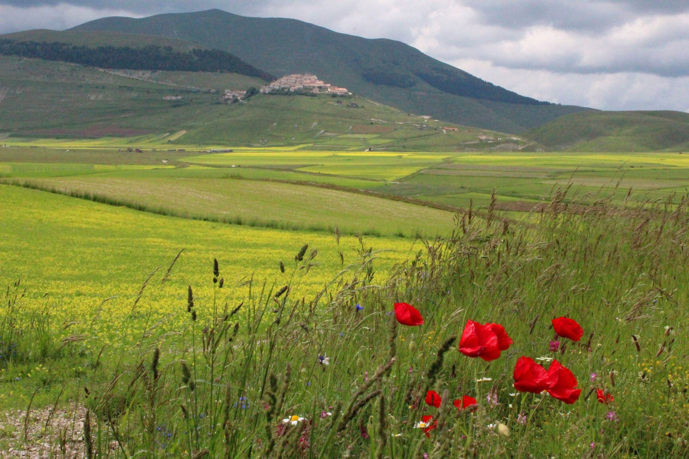 The Eagle in Brisbane