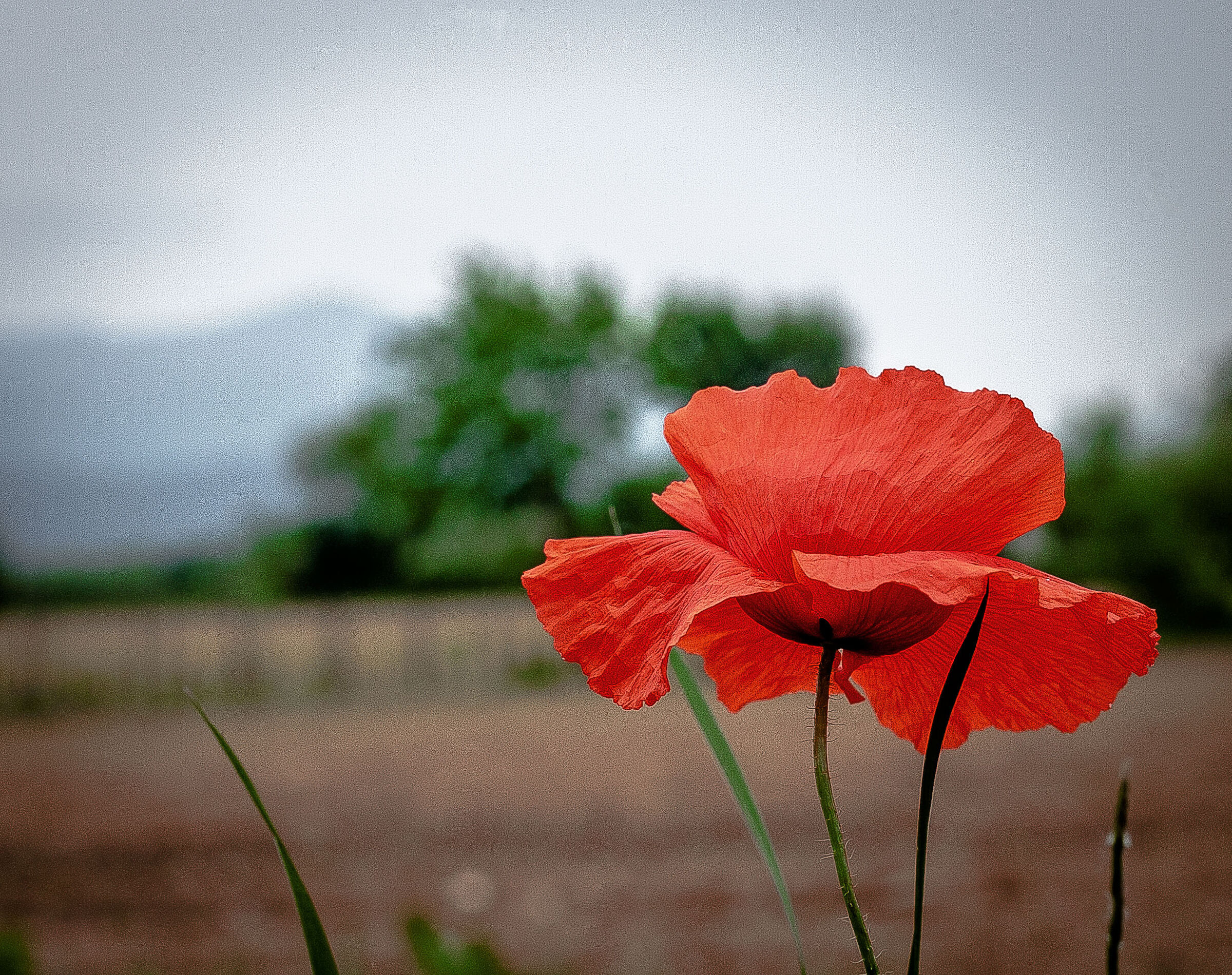 Poppies without Ducks