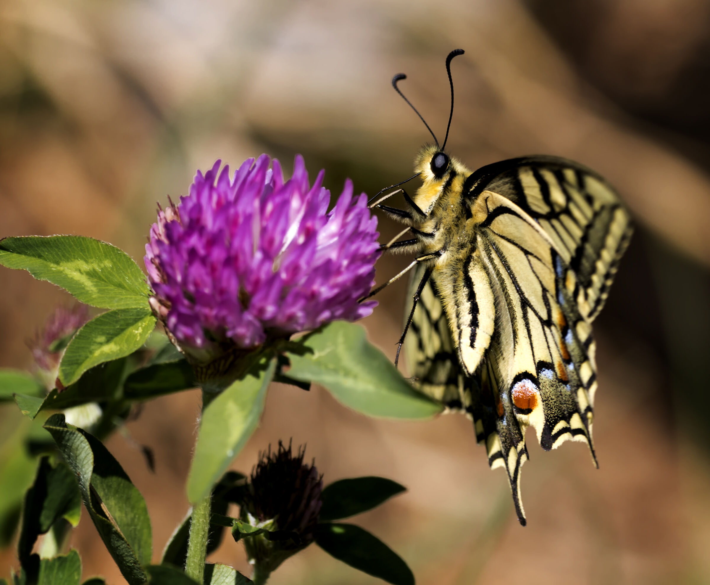 Swallowtail