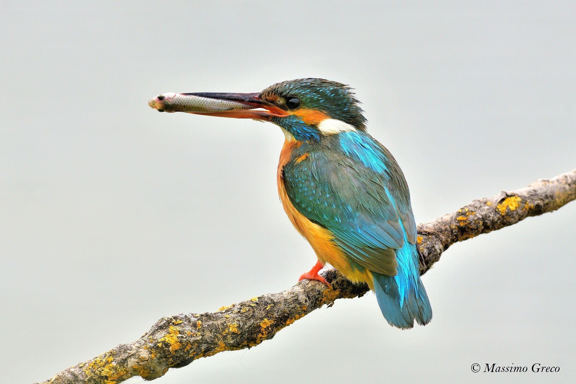 Kingfisher
