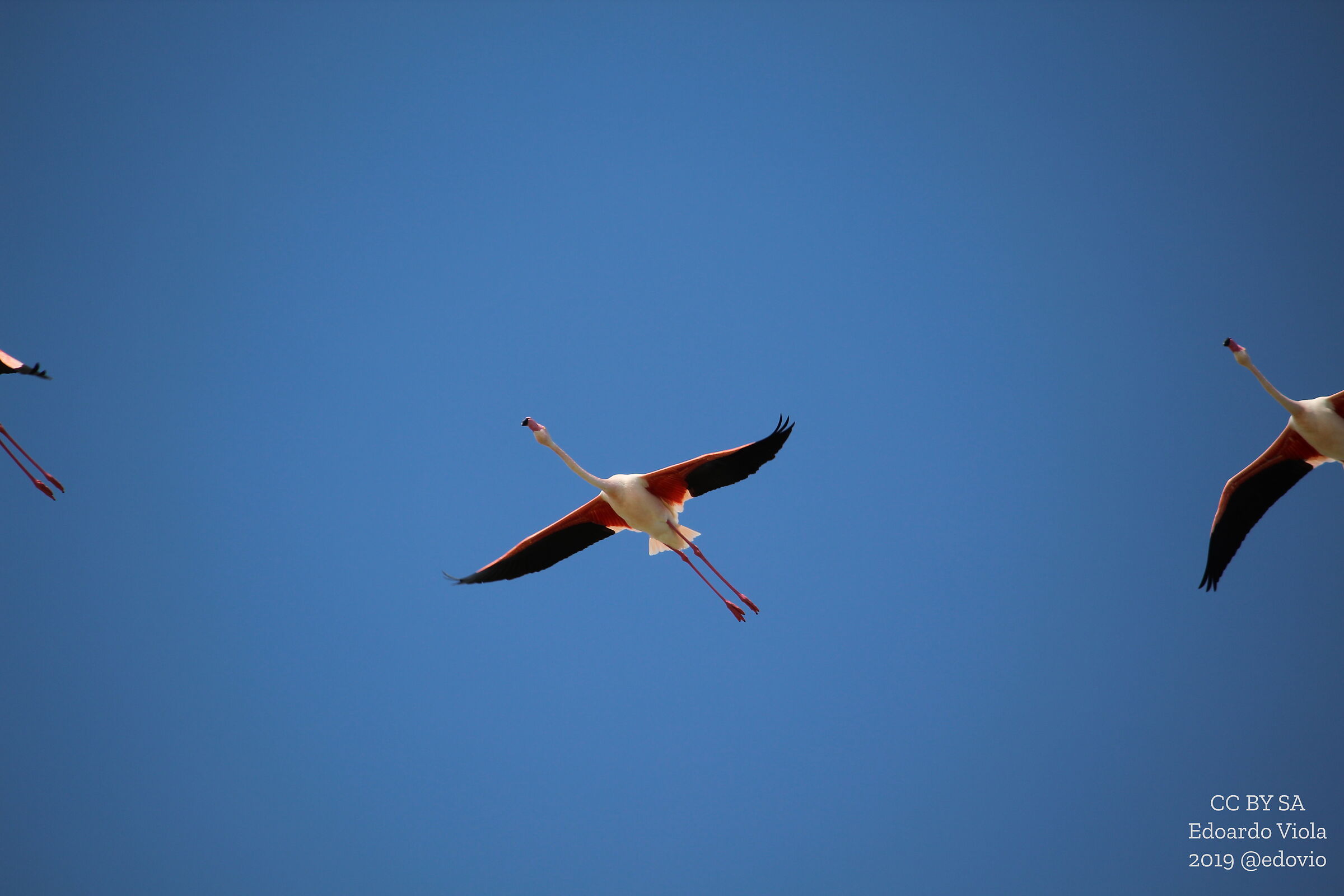 Il volo dei Fenicotteri