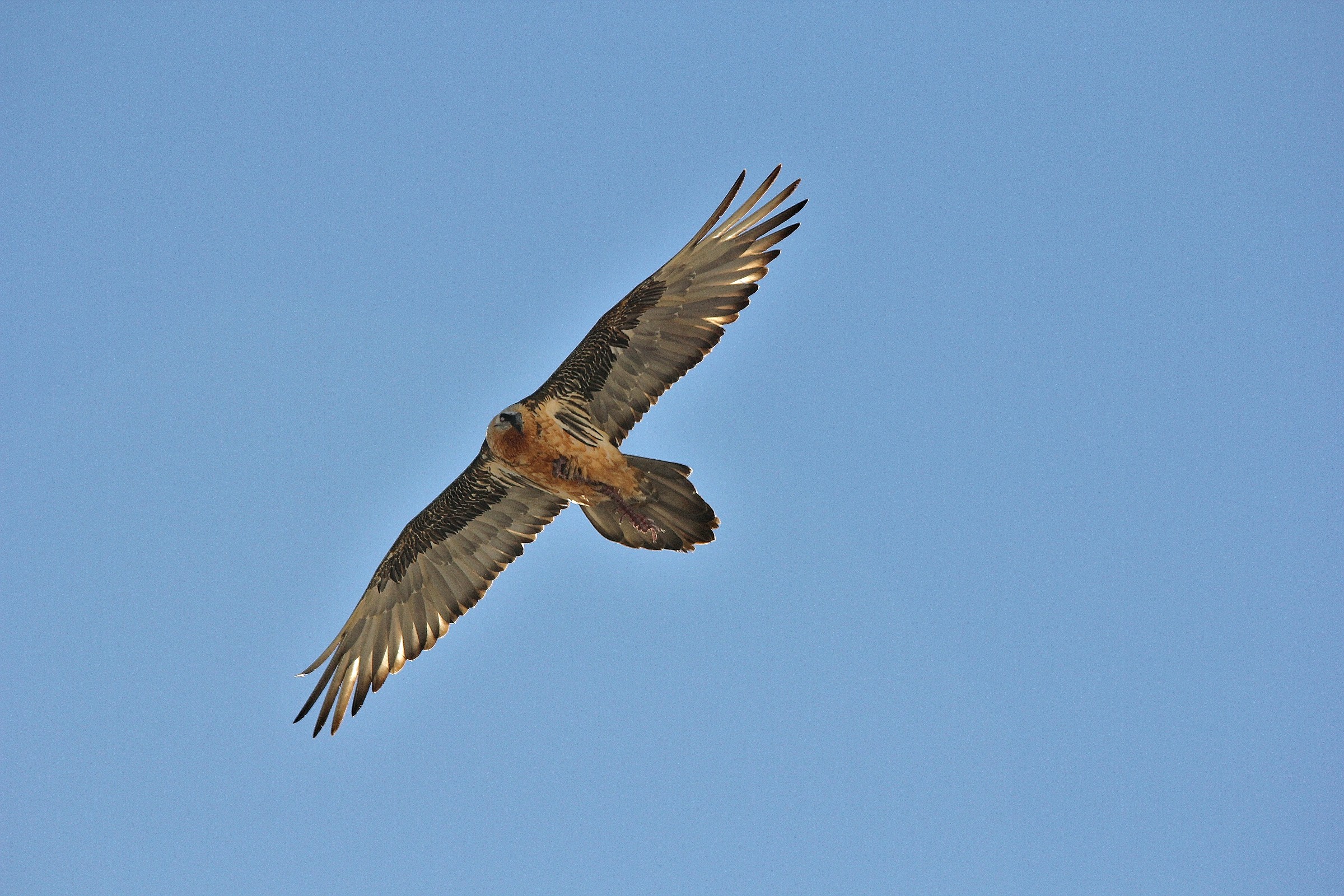 Bearded Vulture "vulture"