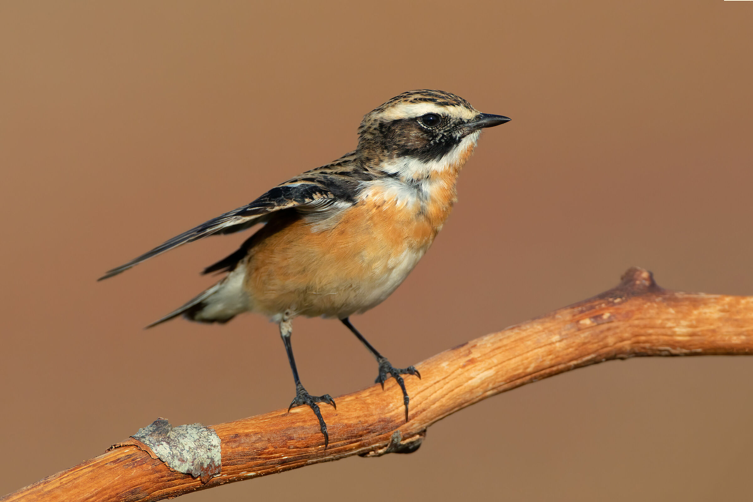 Whinchat