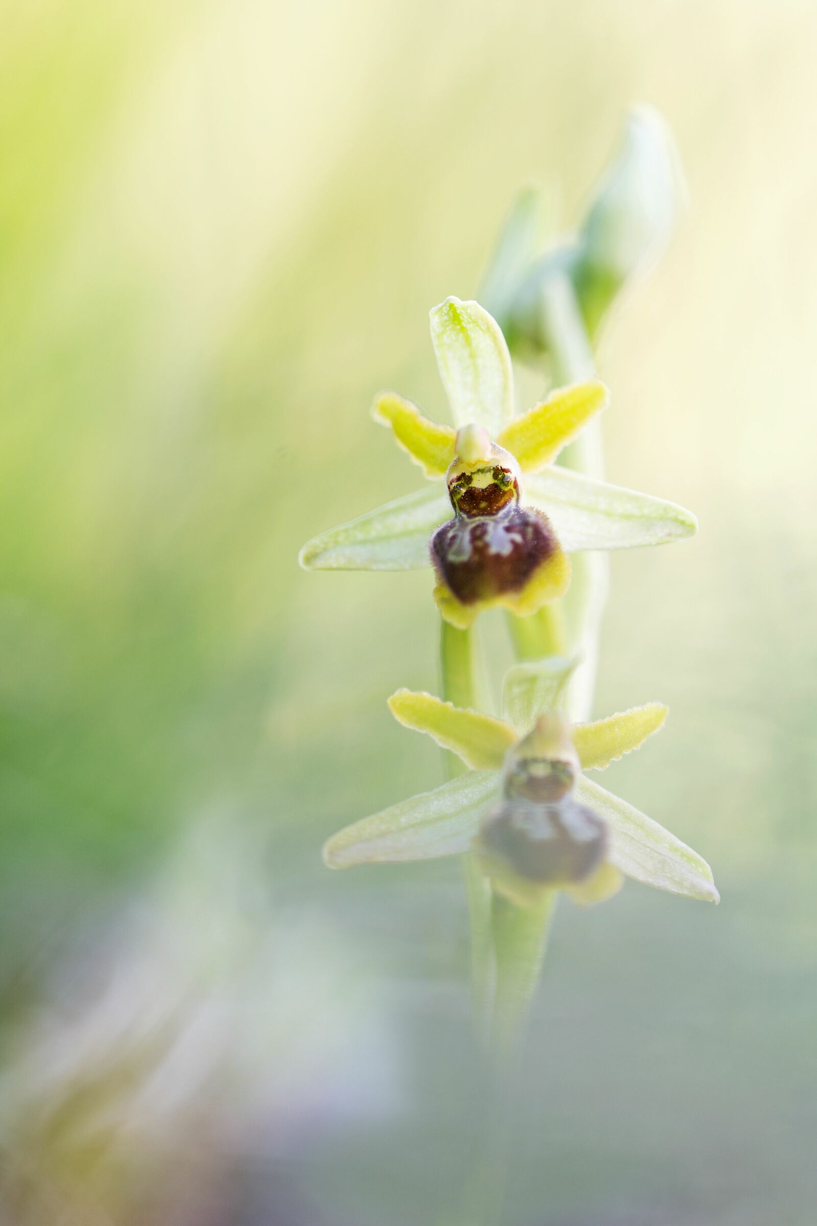 Ophrys shegodes