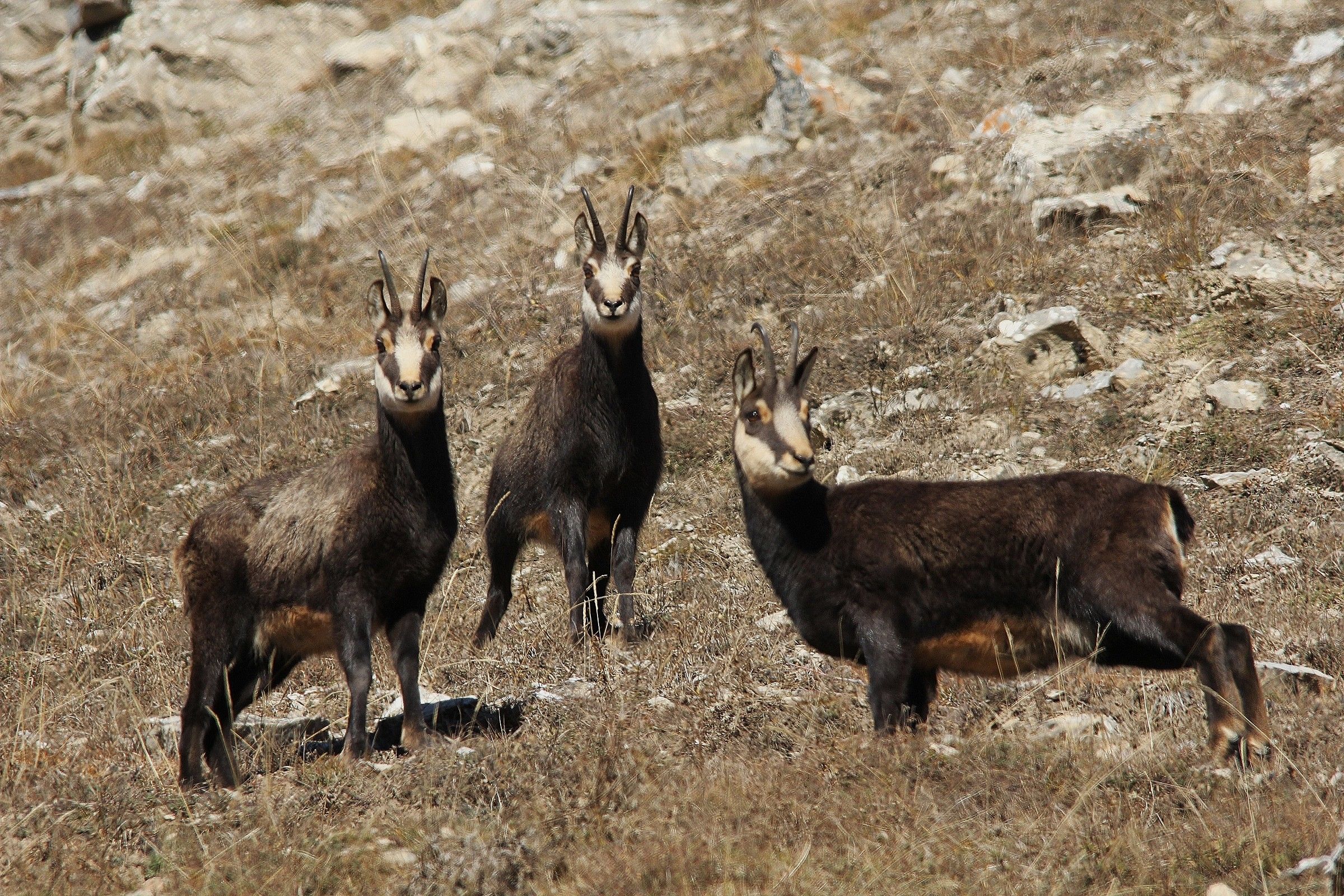 Family chamois female