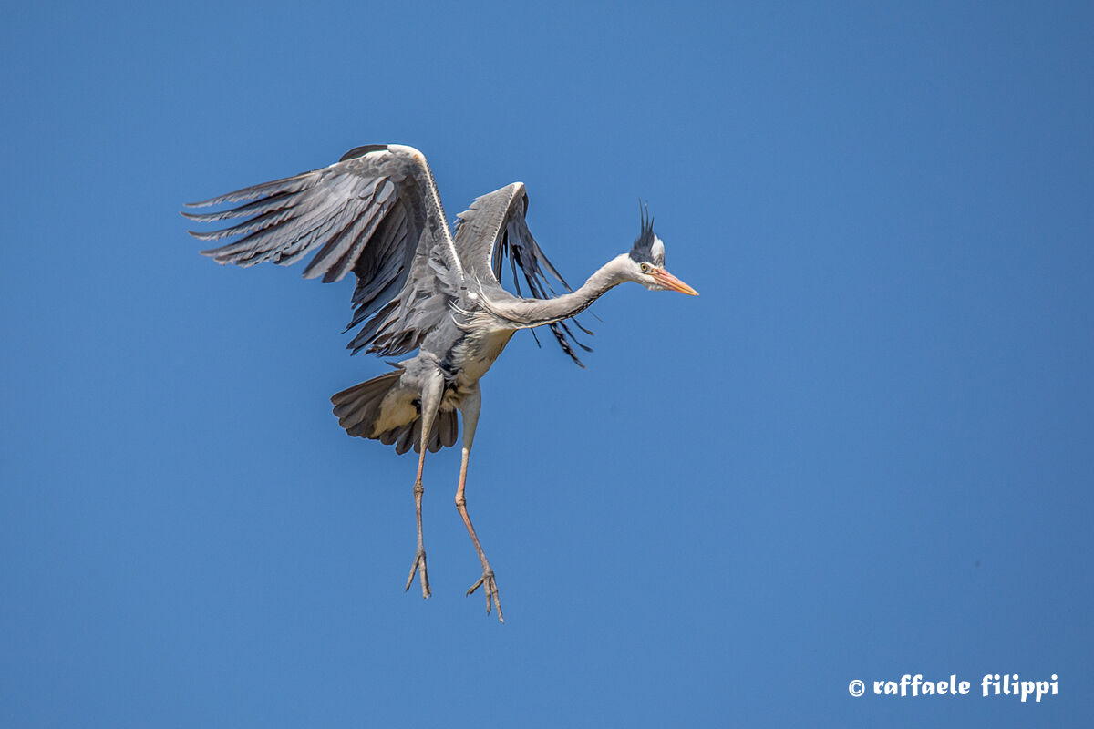 Sgraziato atterraggio di un Cenerino